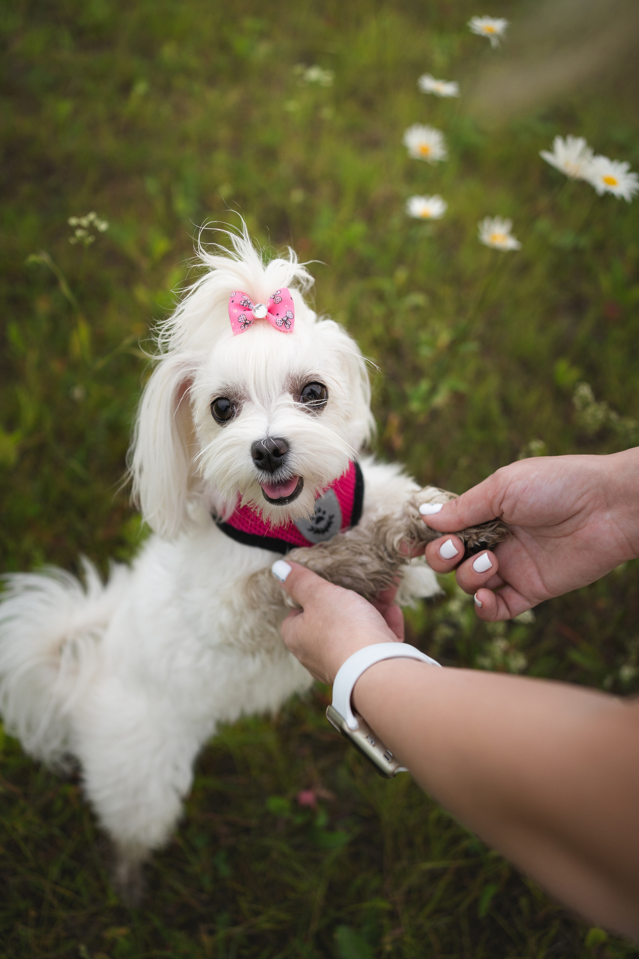 Лиза. Фотограф-анималист Анастасия Большакова