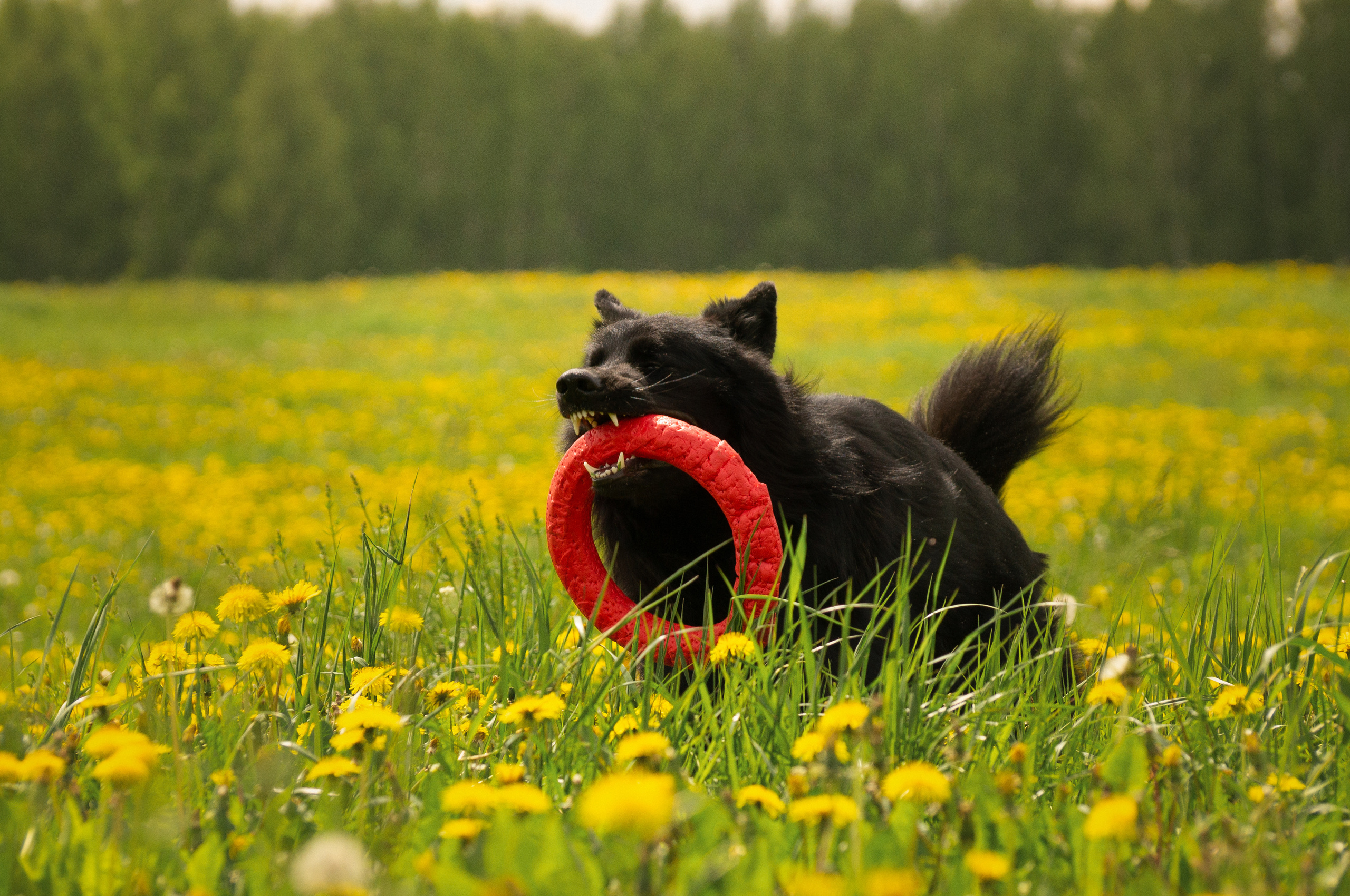 Сицилия и Кай. Фотограф-анималист Анастасия Большакова