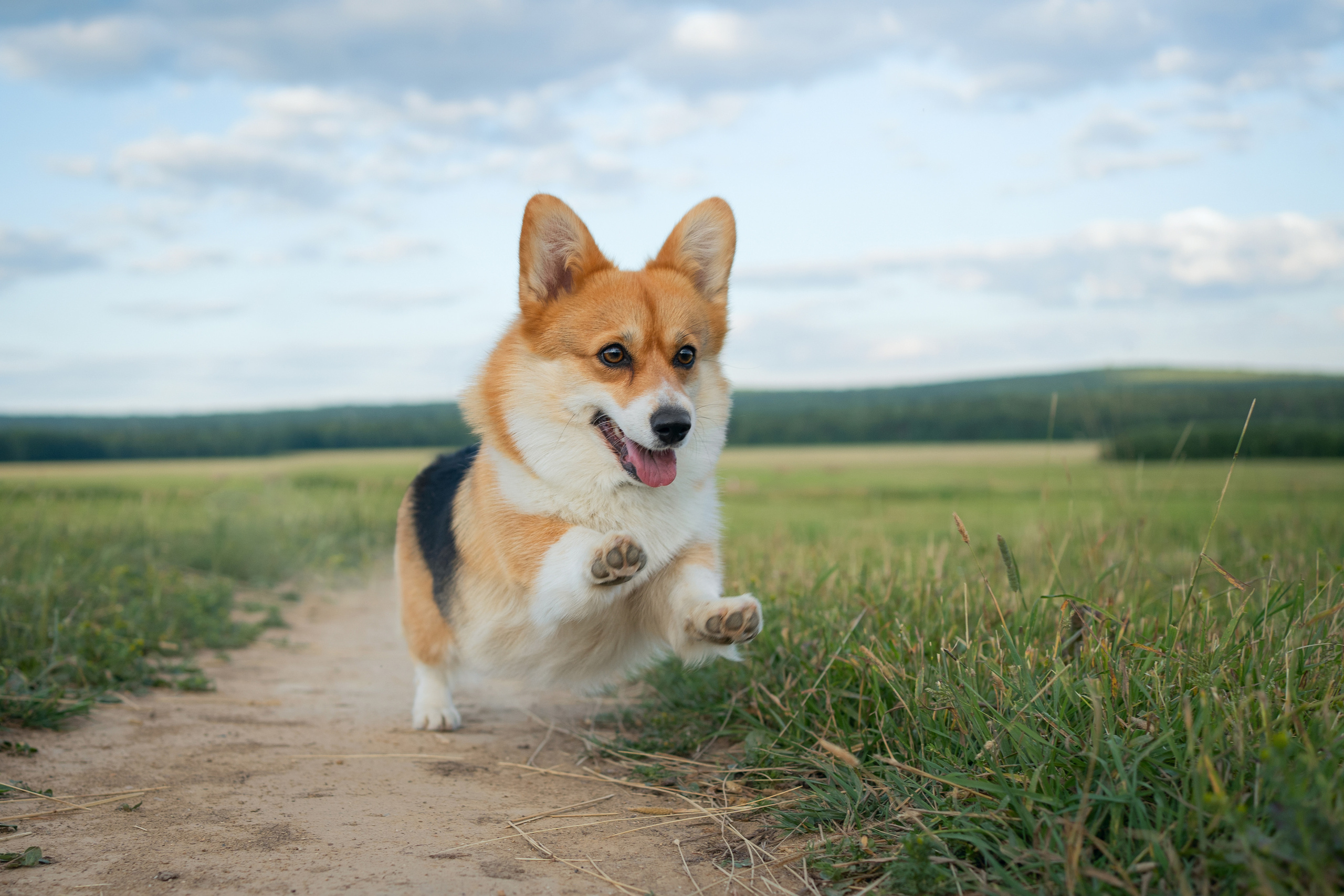 Сима. Фотограф-анималист Анастасия Большакова