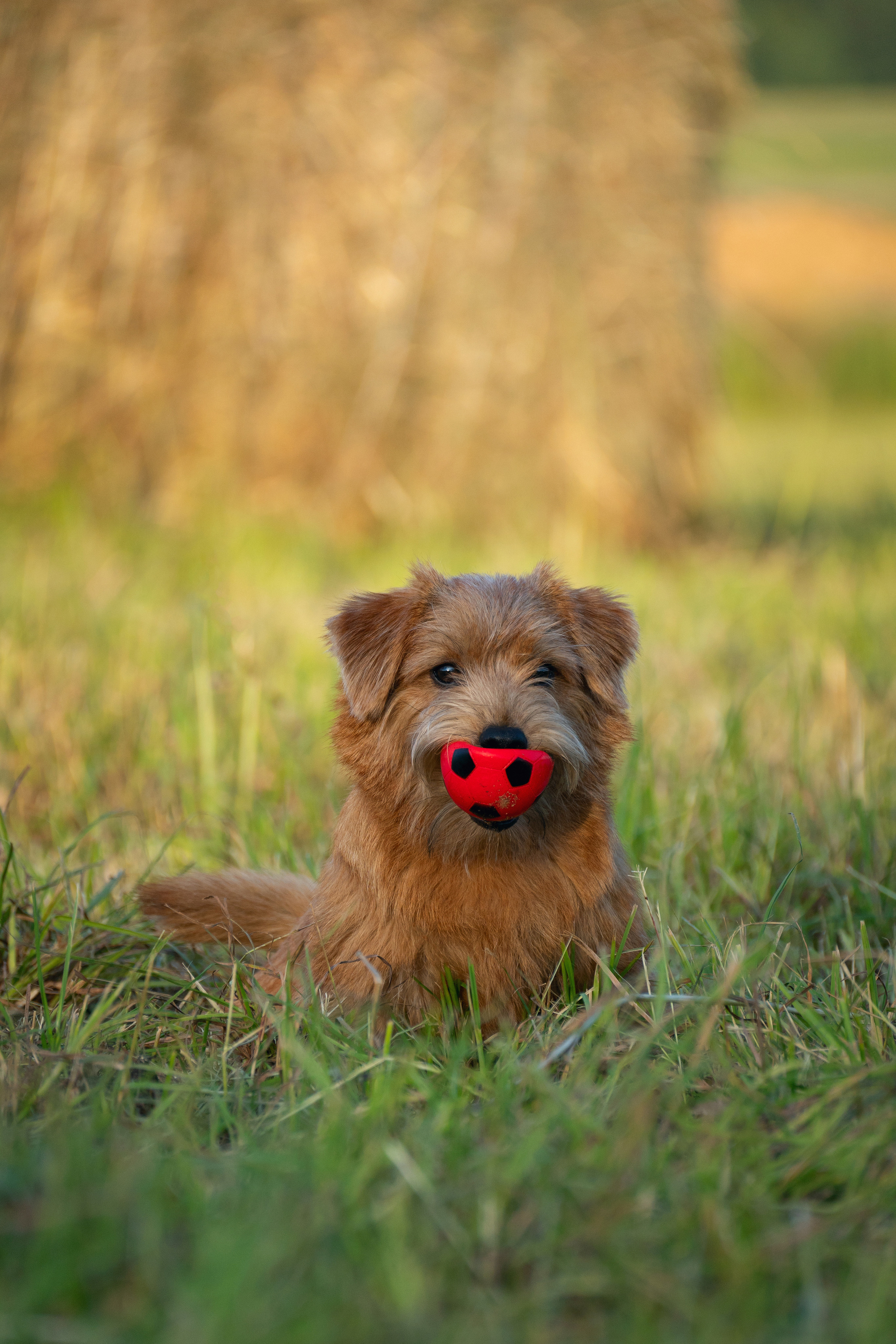 Джем. Фотограф-анималист Анастасия Большакова