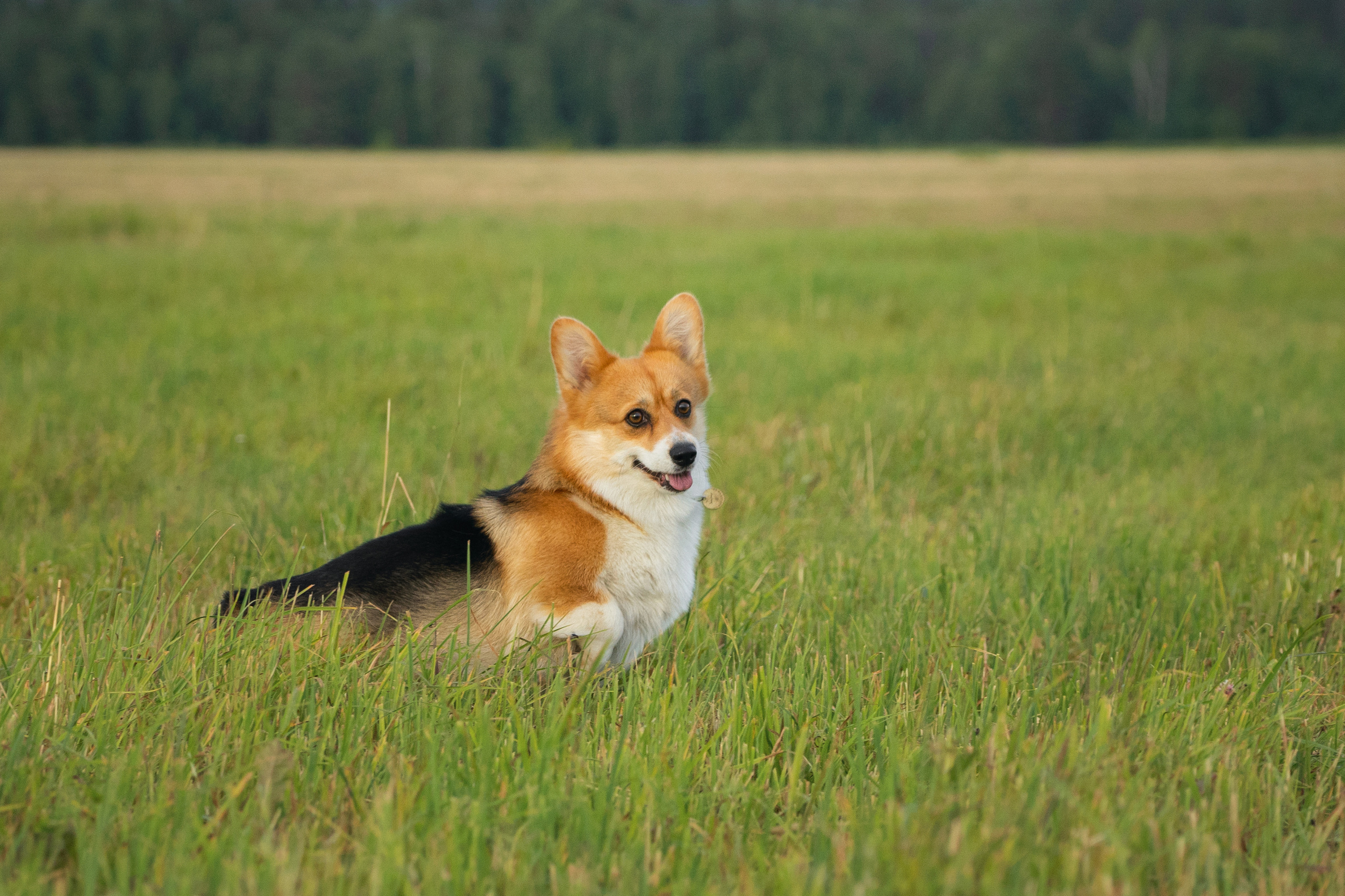 Сима. Фотограф-анималист Анастасия Большакова
