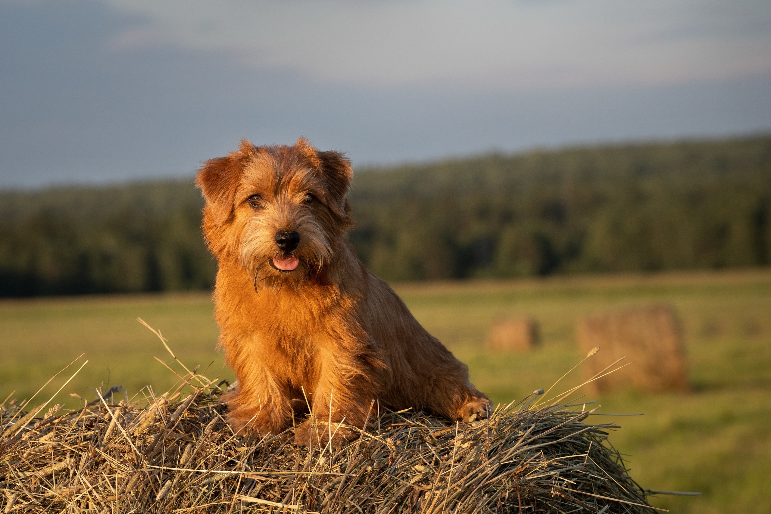 Джем. Фотограф-анималист Анастасия Большакова