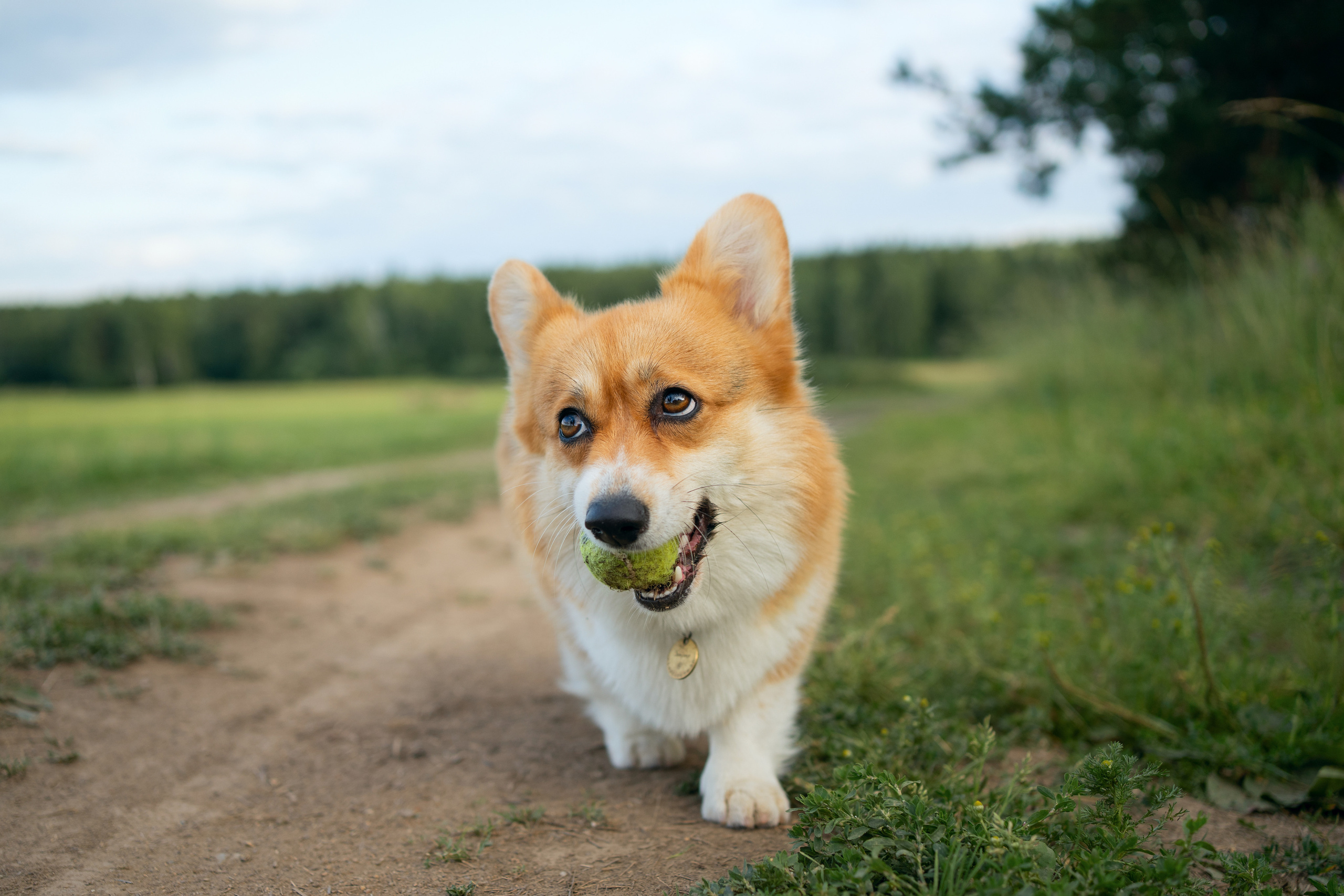 Сима. Фотограф-анималист Анастасия Большакова