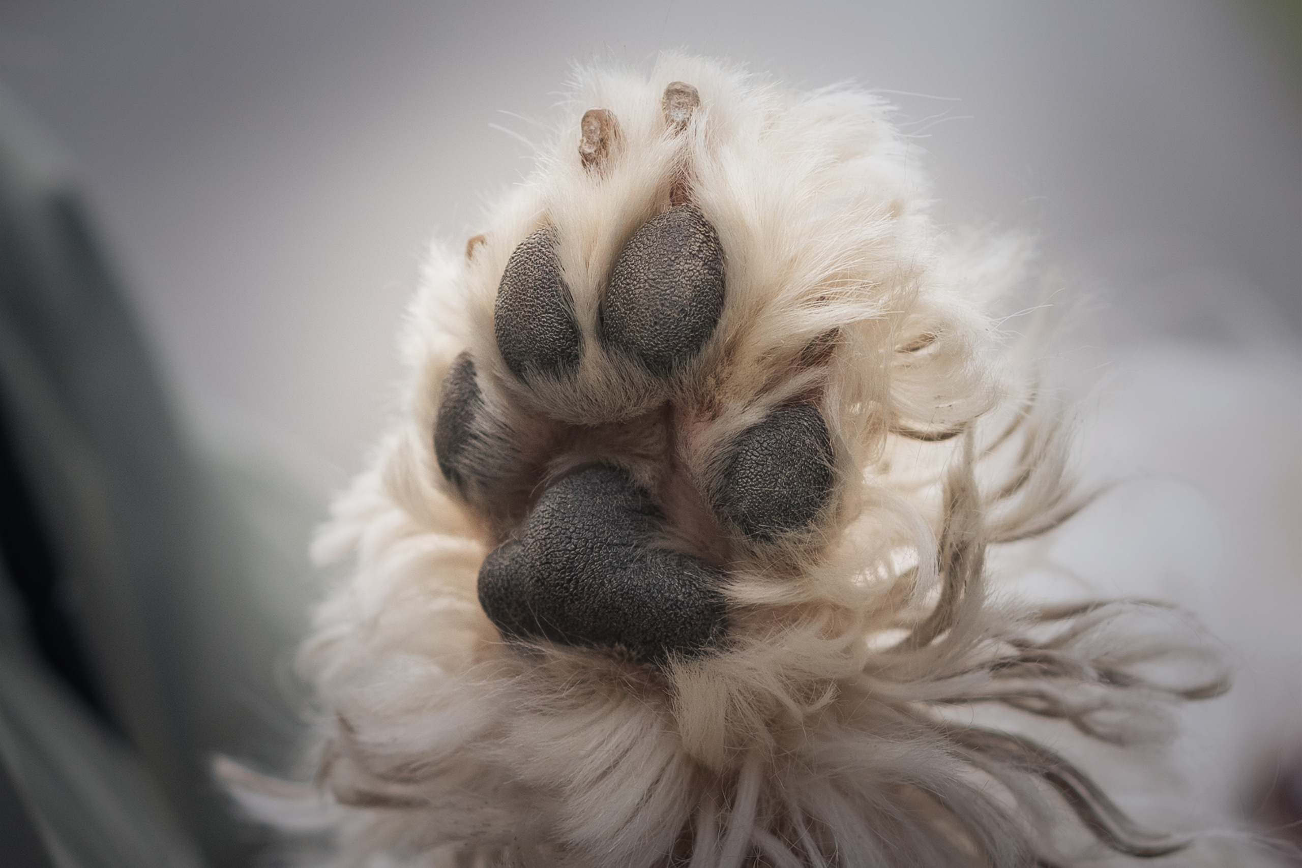 Лиза. Фотограф-анималист Анастасия Большакова