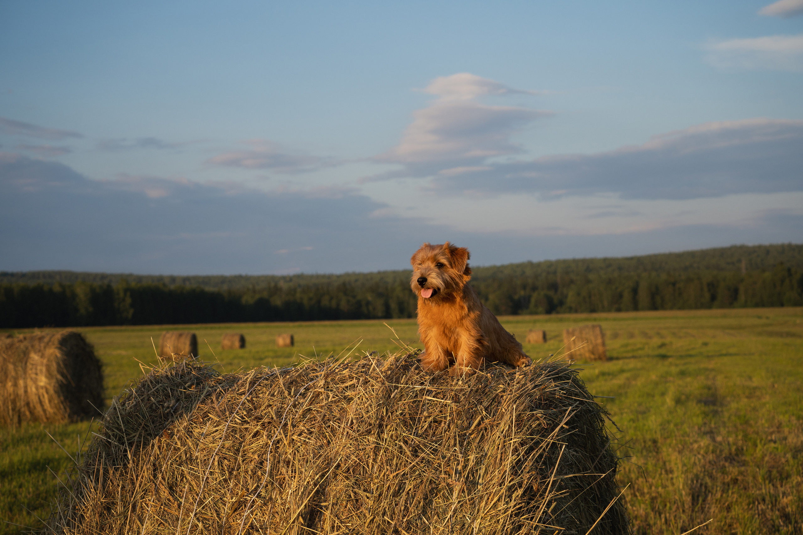 Джем. Фотограф-анималист Анастасия Большакова