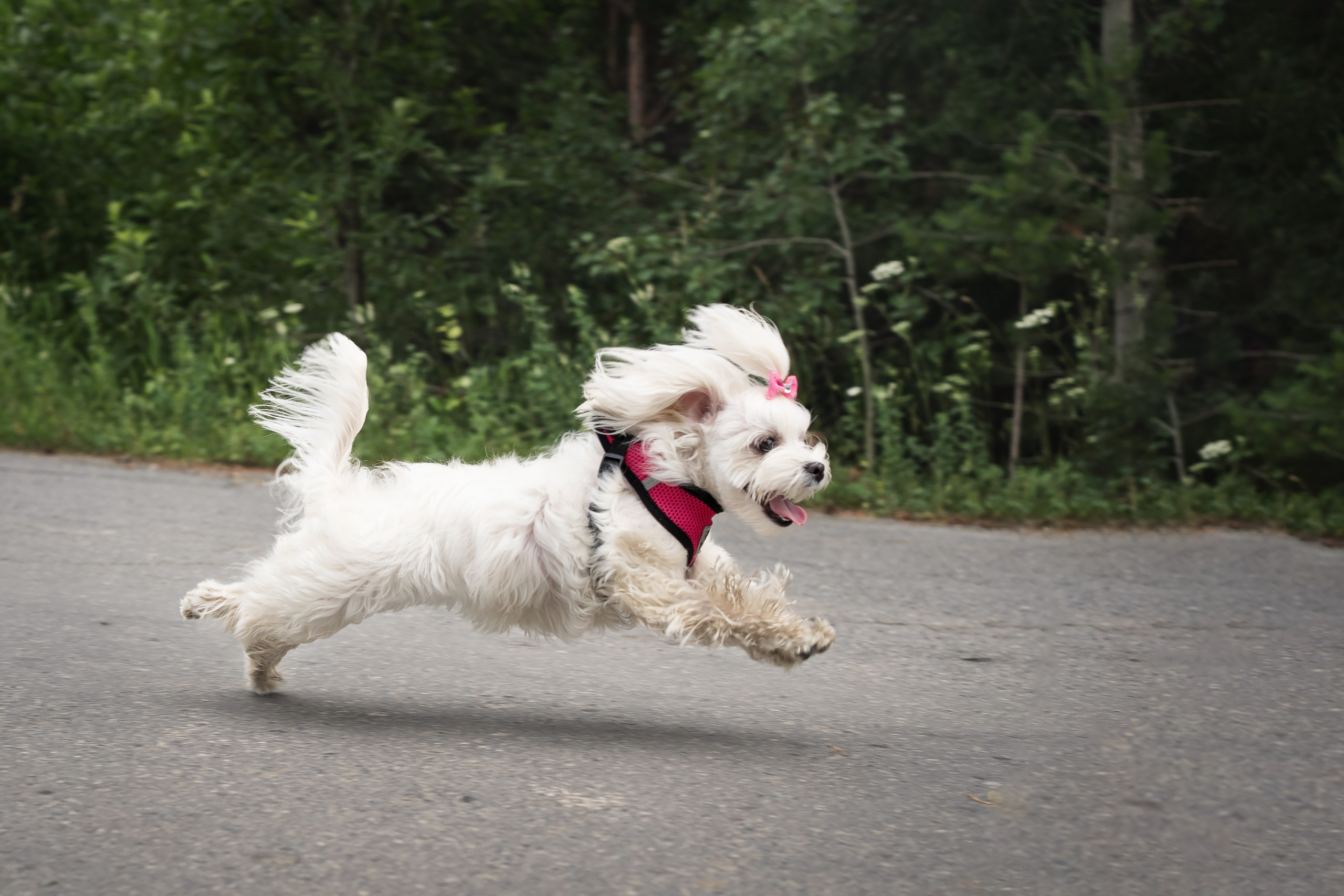 Лиза. Фотограф-анималист Анастасия Большакова