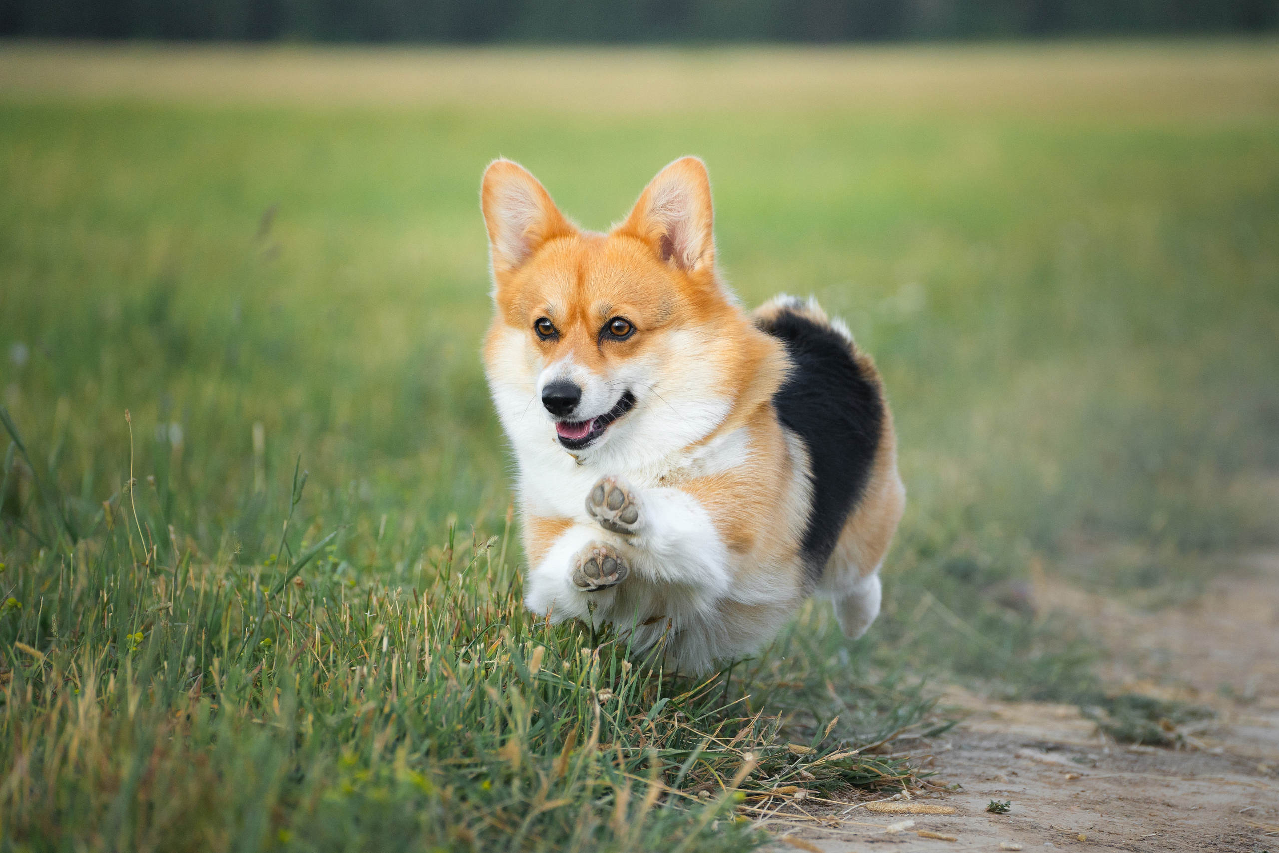 Сима. Фотограф-анималист Анастасия Большакова