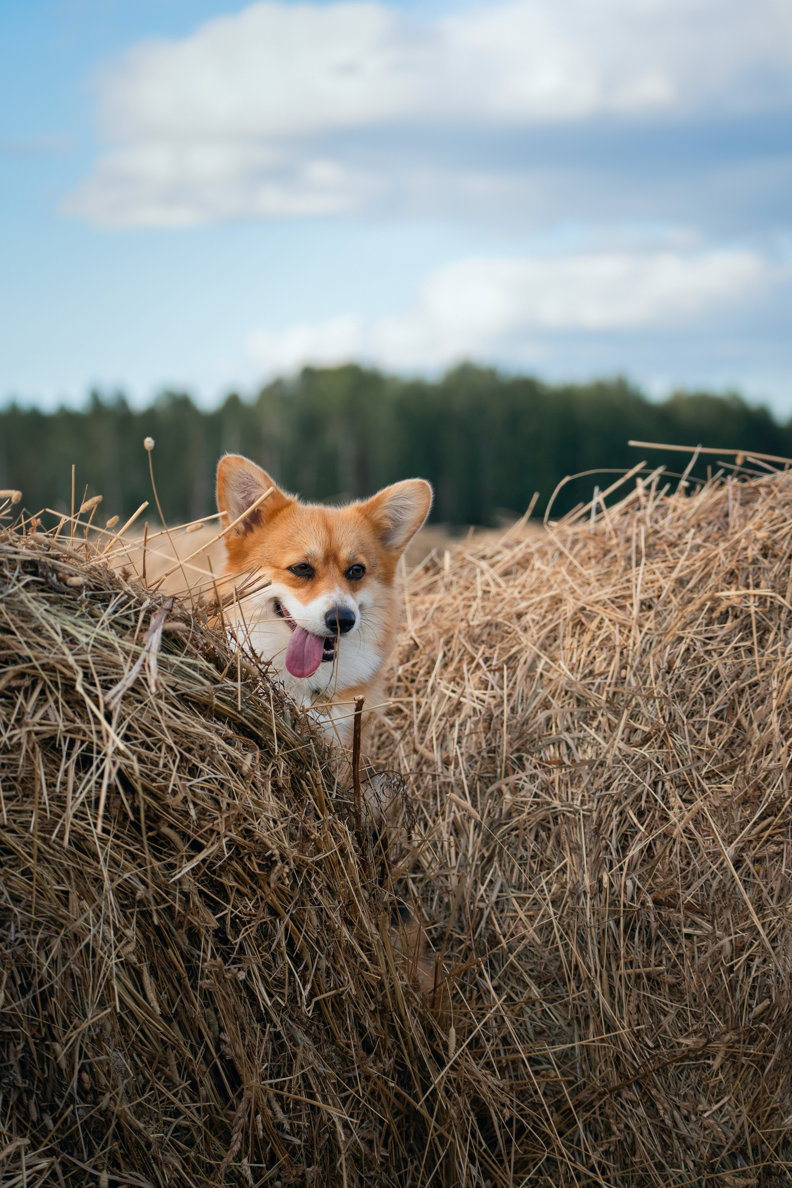 Сима. Фотограф-анималист Анастасия Большакова