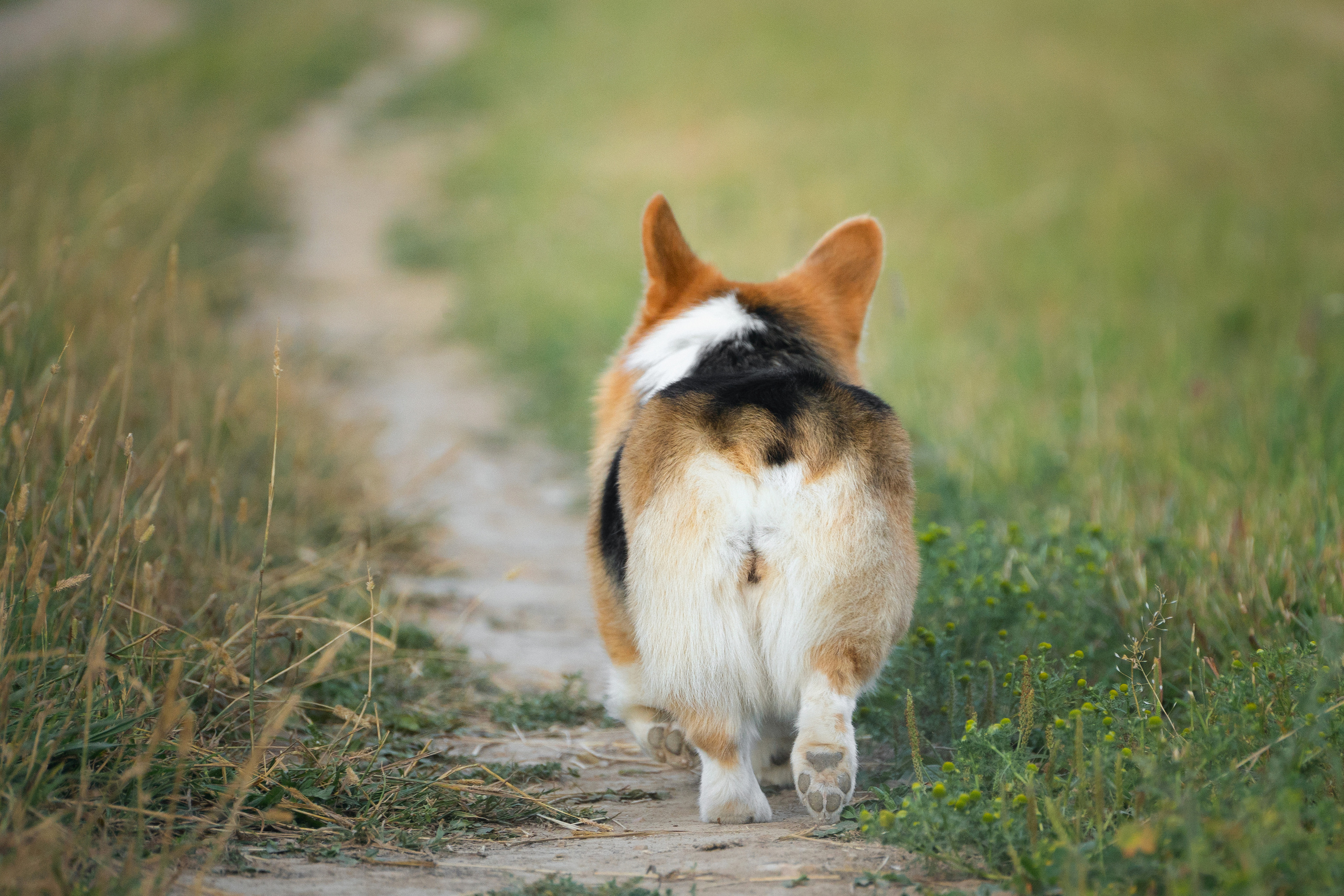 Сима. Фотограф-анималист Анастасия Большакова