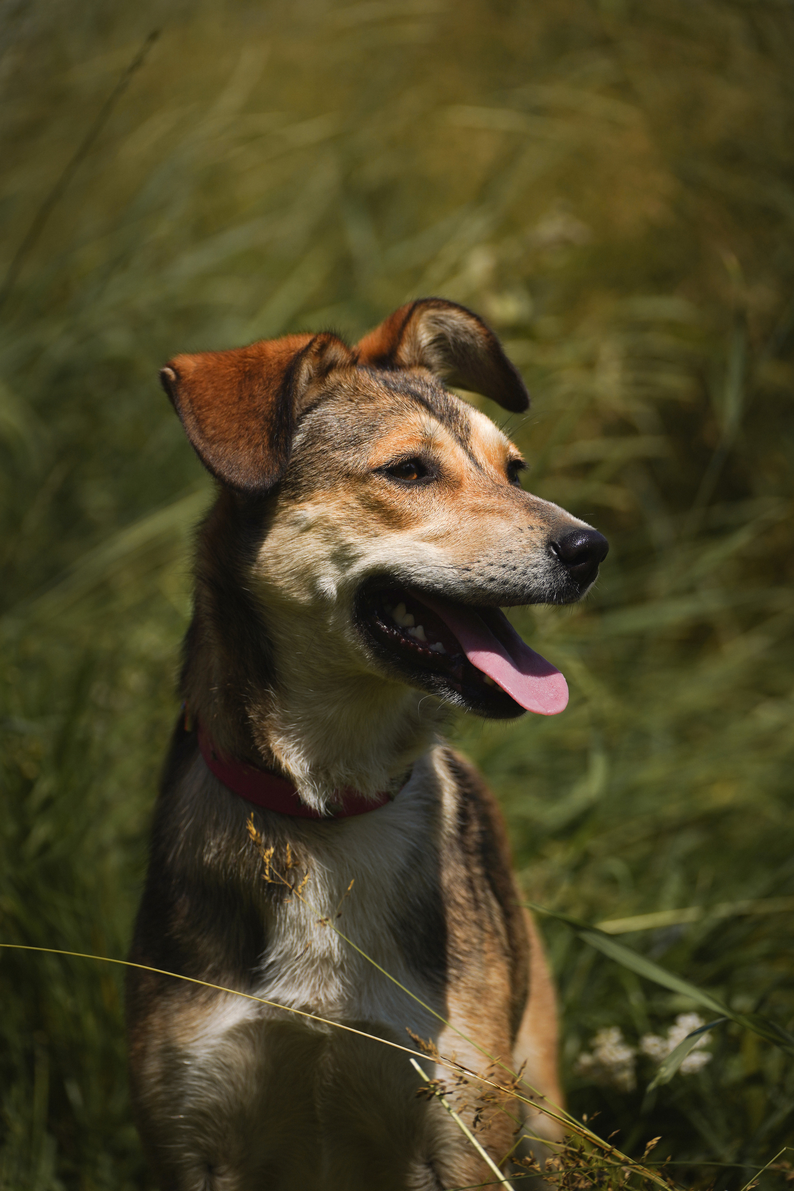 Подопечные приюта. Фотограф-анималист Анастасия Большакова