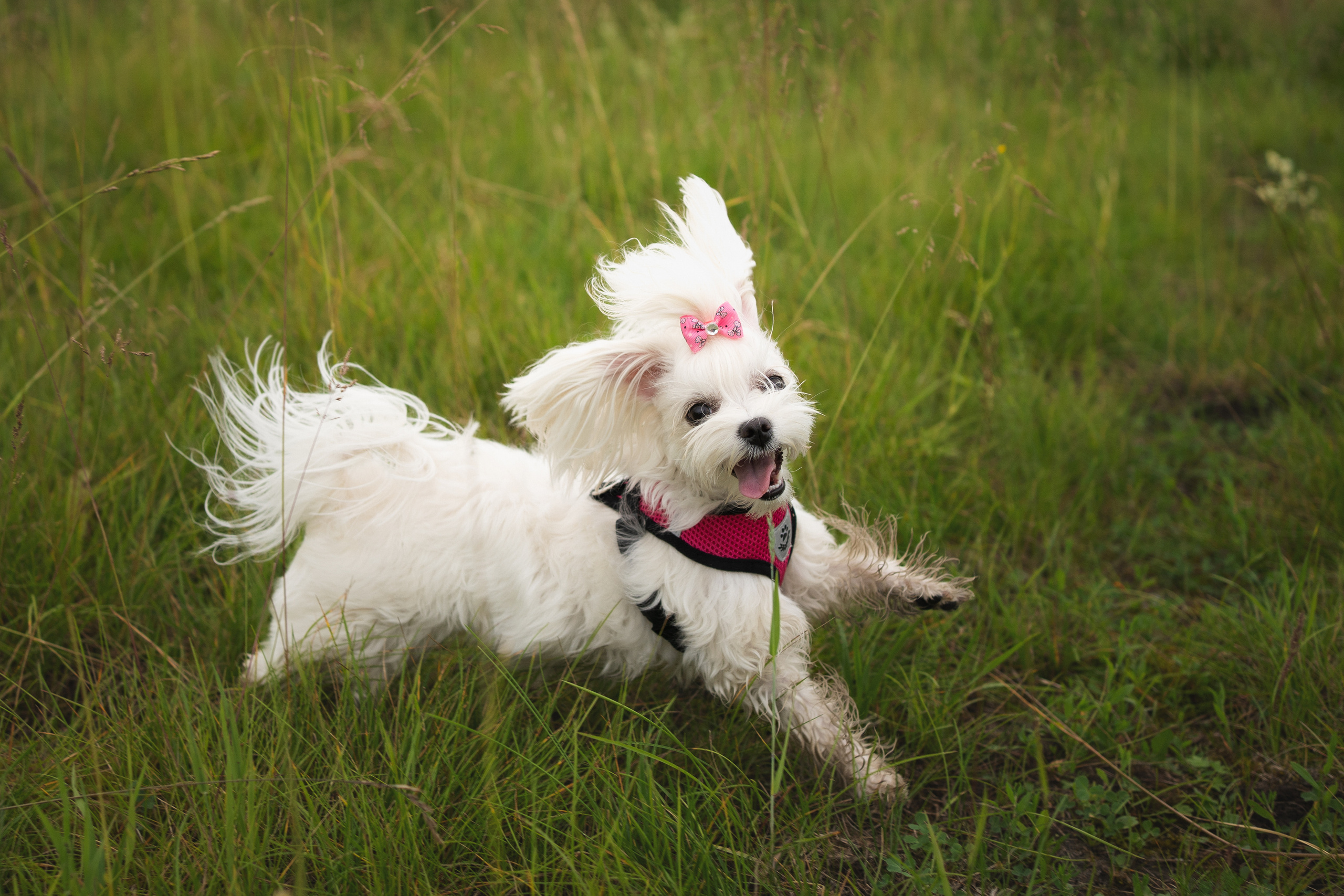 Лиза. Фотограф-анималист Анастасия Большакова