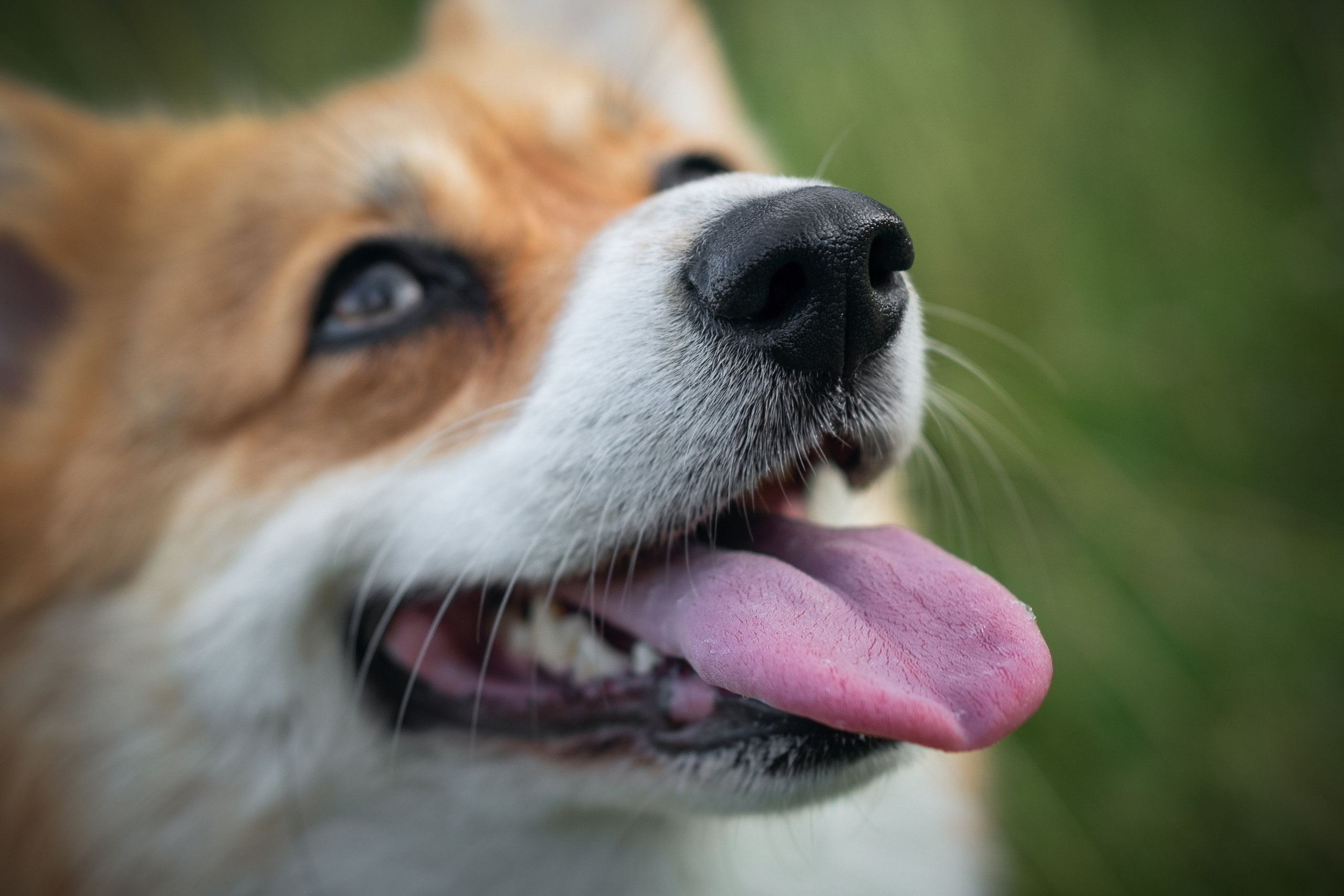 Сима. Фотограф-анималист Анастасия Большакова