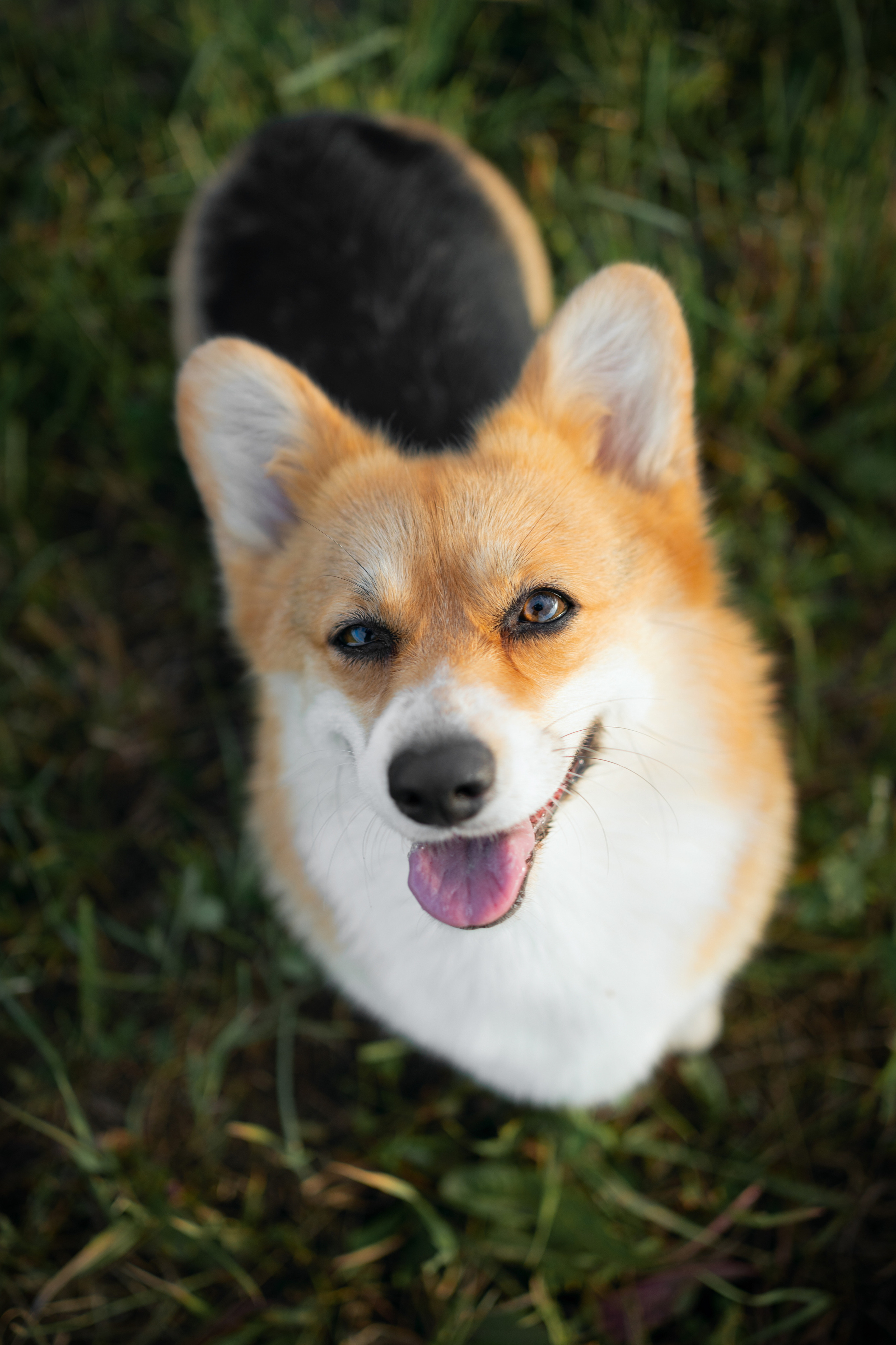 Сима. Фотограф-анималист Анастасия Большакова