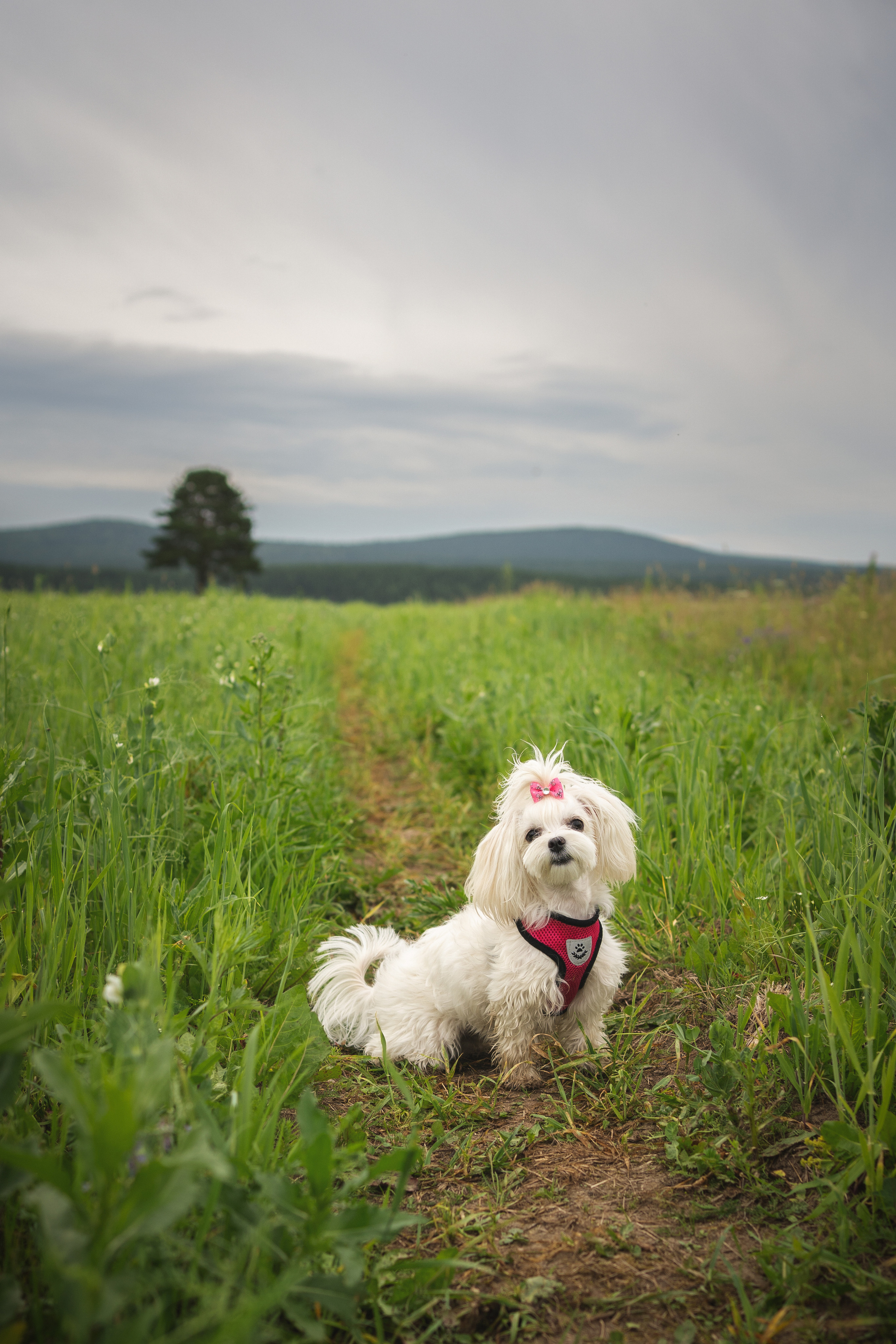 Лиза. Фотограф-анималист Анастасия Большакова