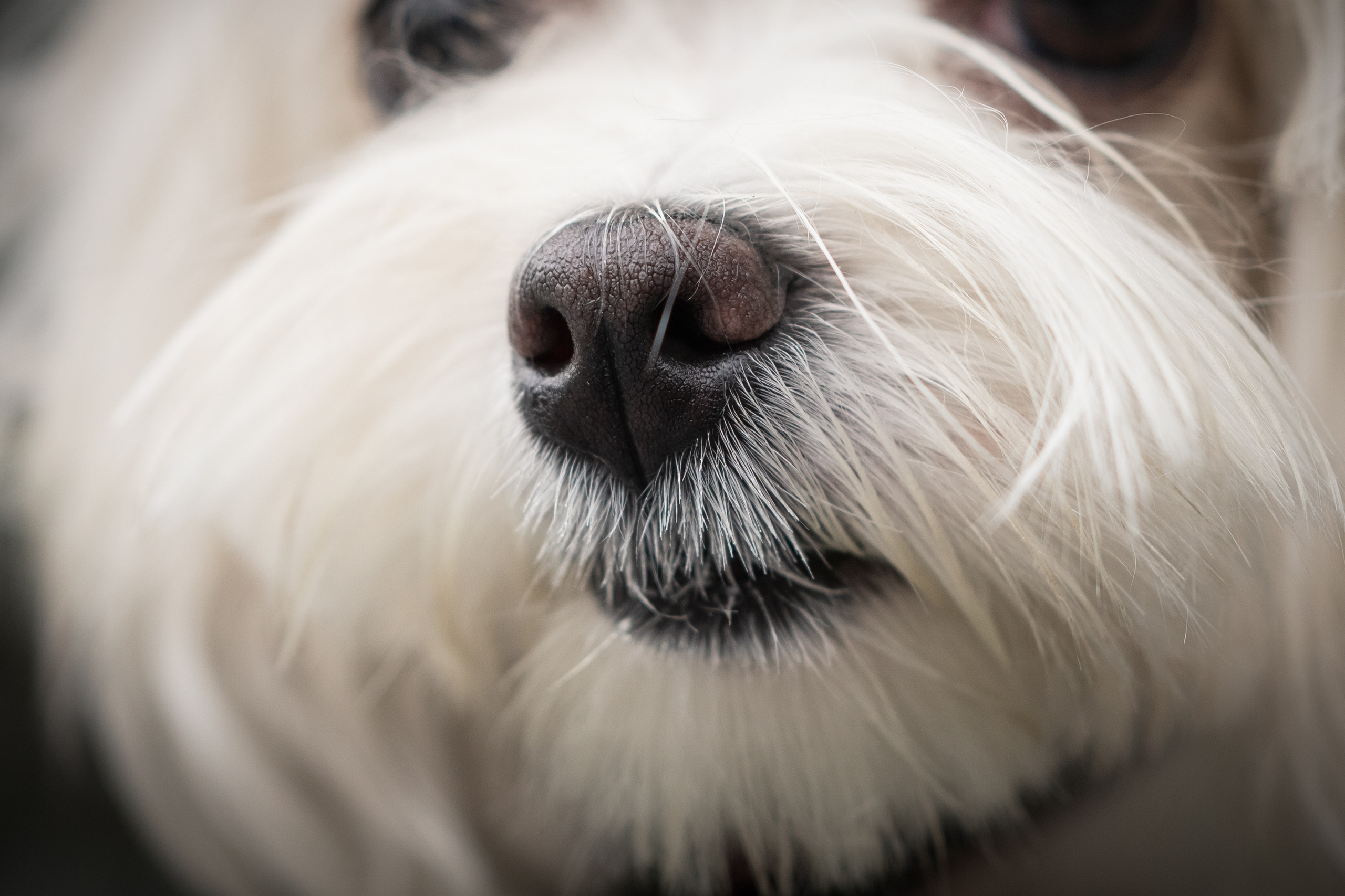 Лиза. Фотограф-анималист Анастасия Большакова