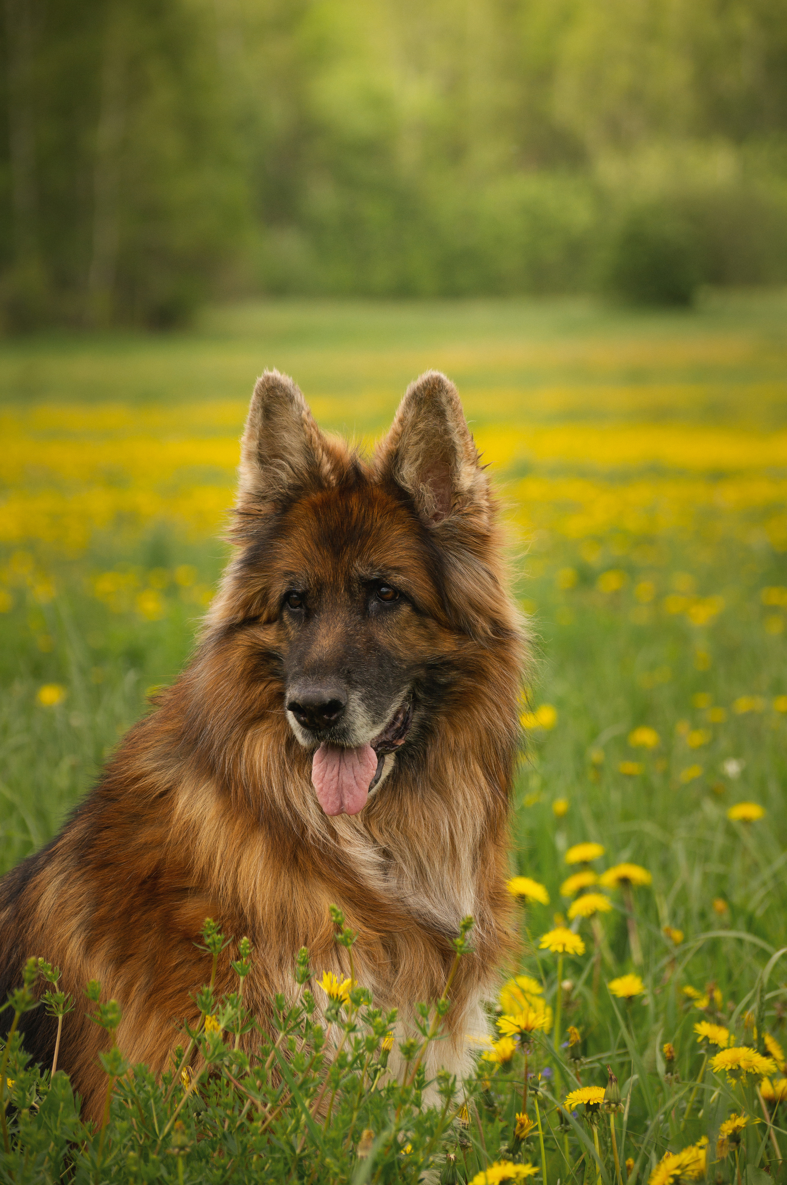Сицилия и Кай. Фотограф-анималист Анастасия Большакова