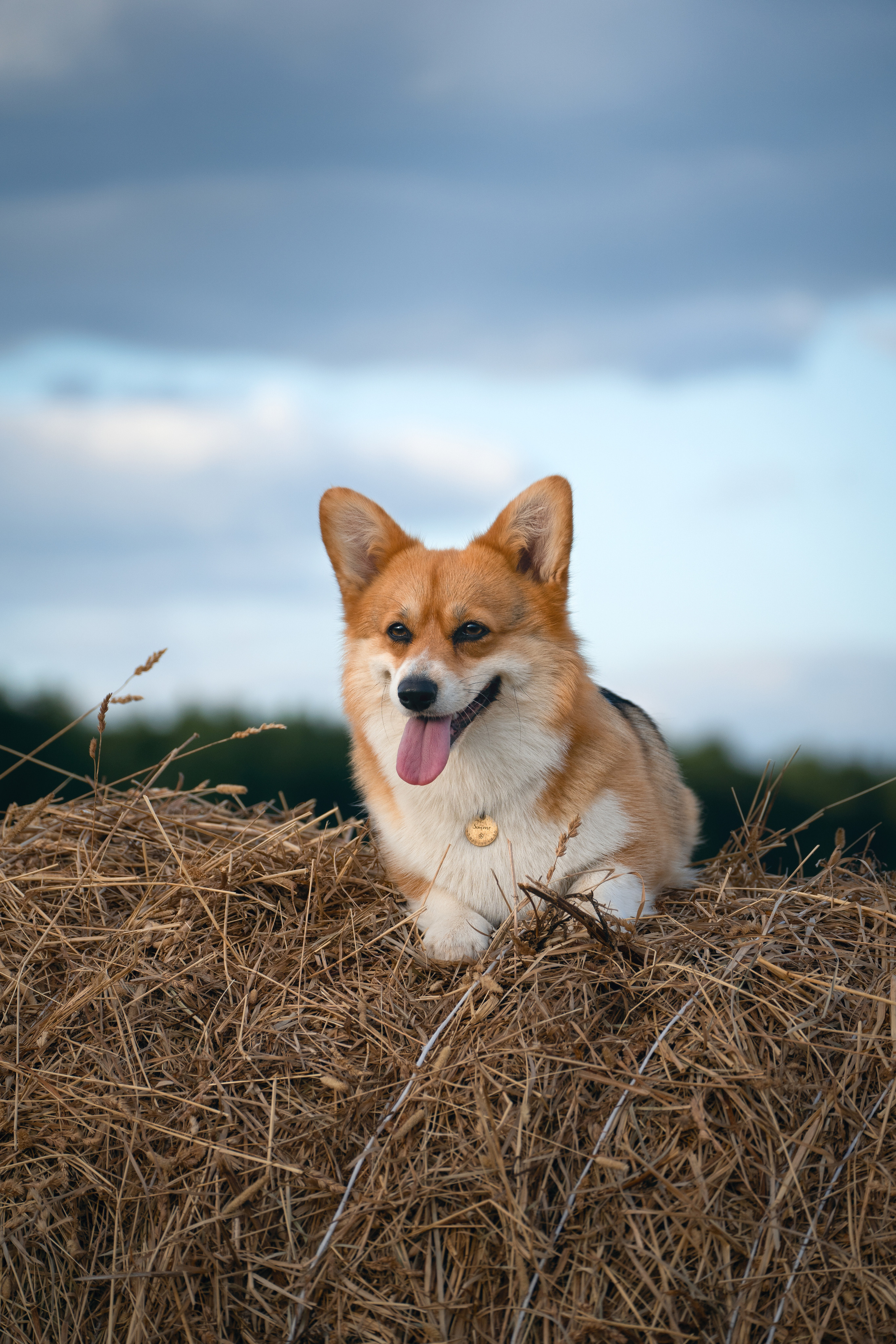 Сима. Фотограф-анималист Анастасия Большакова