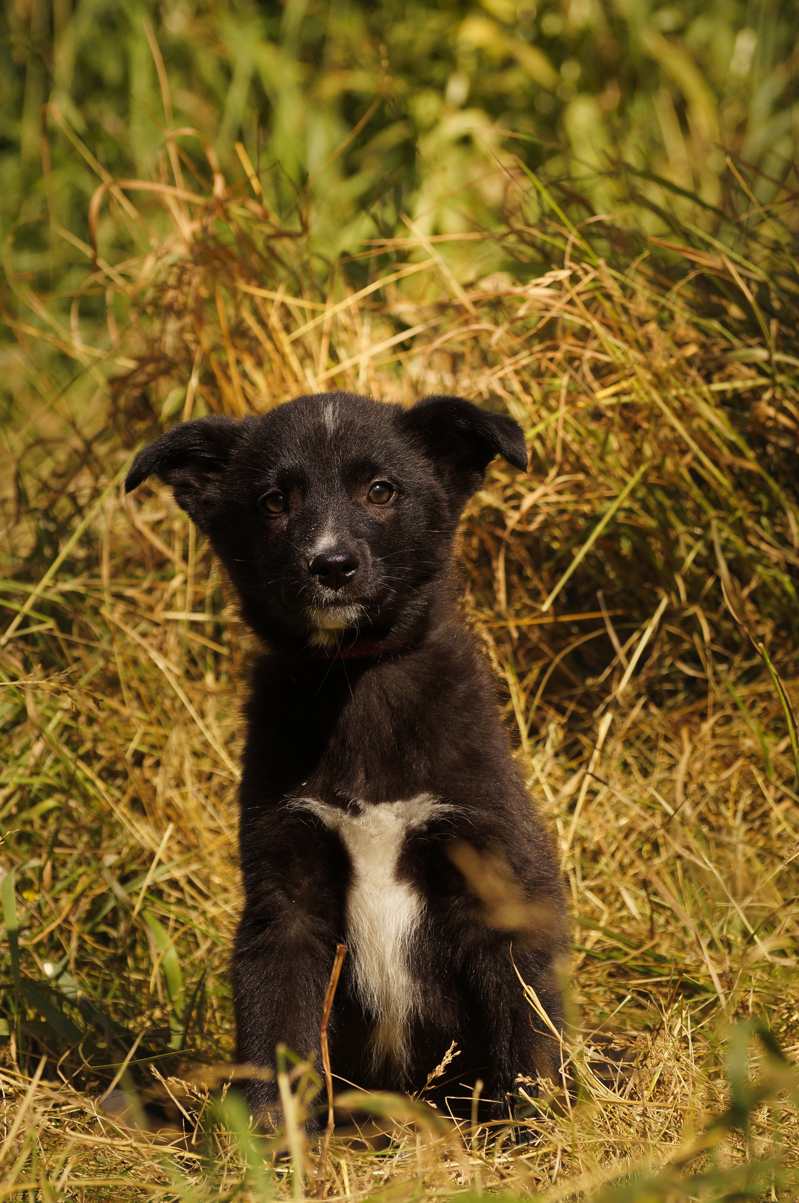 Подопечные приюта. Фотограф-анималист Анастасия Большакова