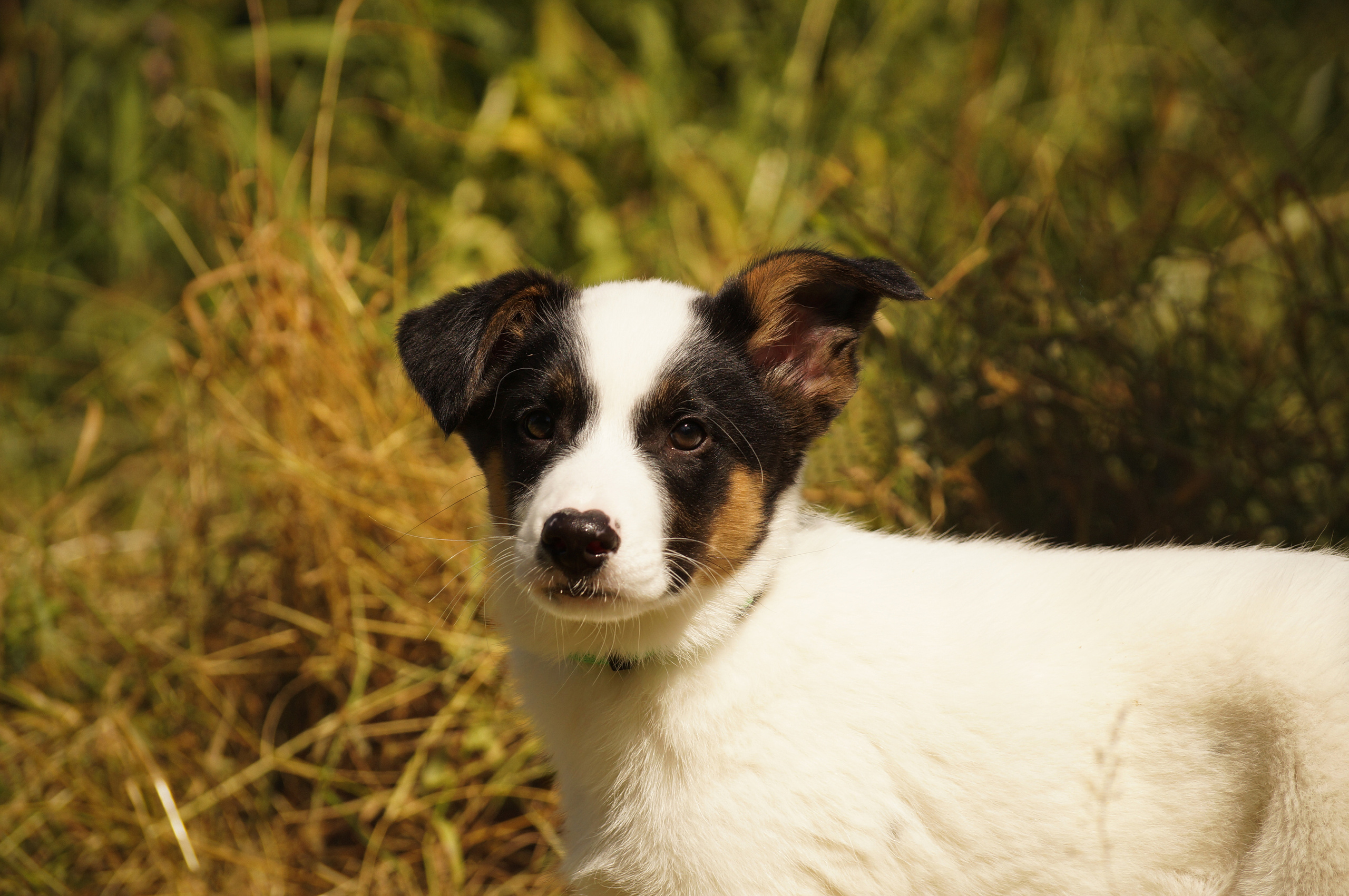Подопечные приюта. Фотограф-анималист Анастасия Большакова