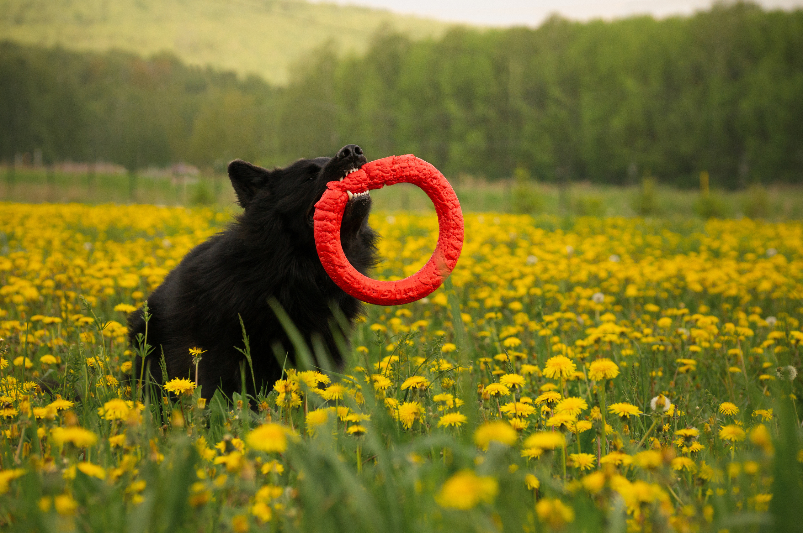 Сицилия и Кай. Фотограф-анималист Анастасия Большакова