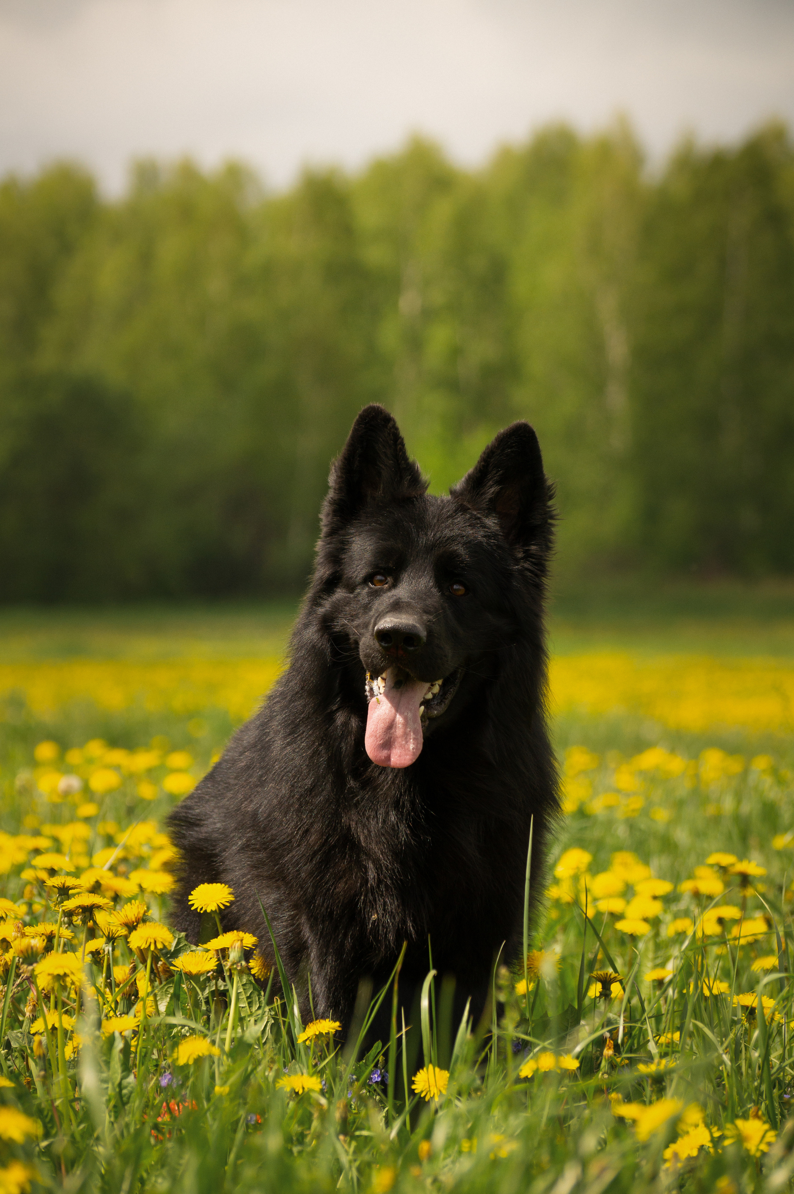 Сицилия и Кай. Фотограф-анималист Анастасия Большакова