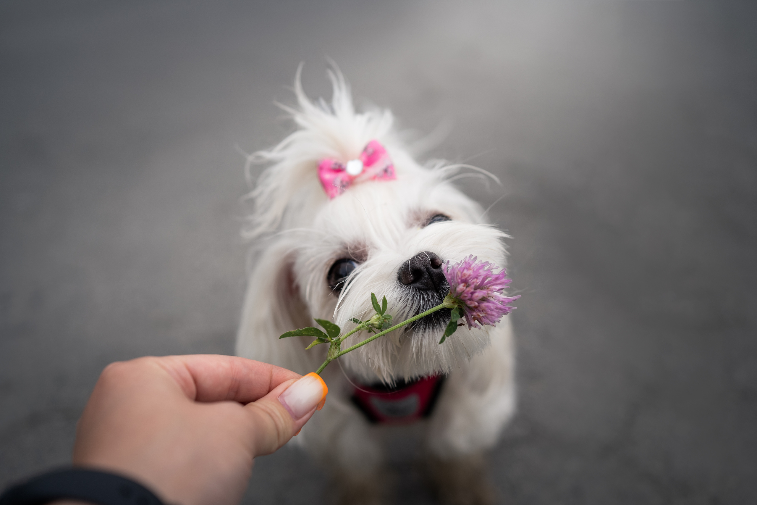 Лиза. Фотограф-анималист Анастасия Большакова