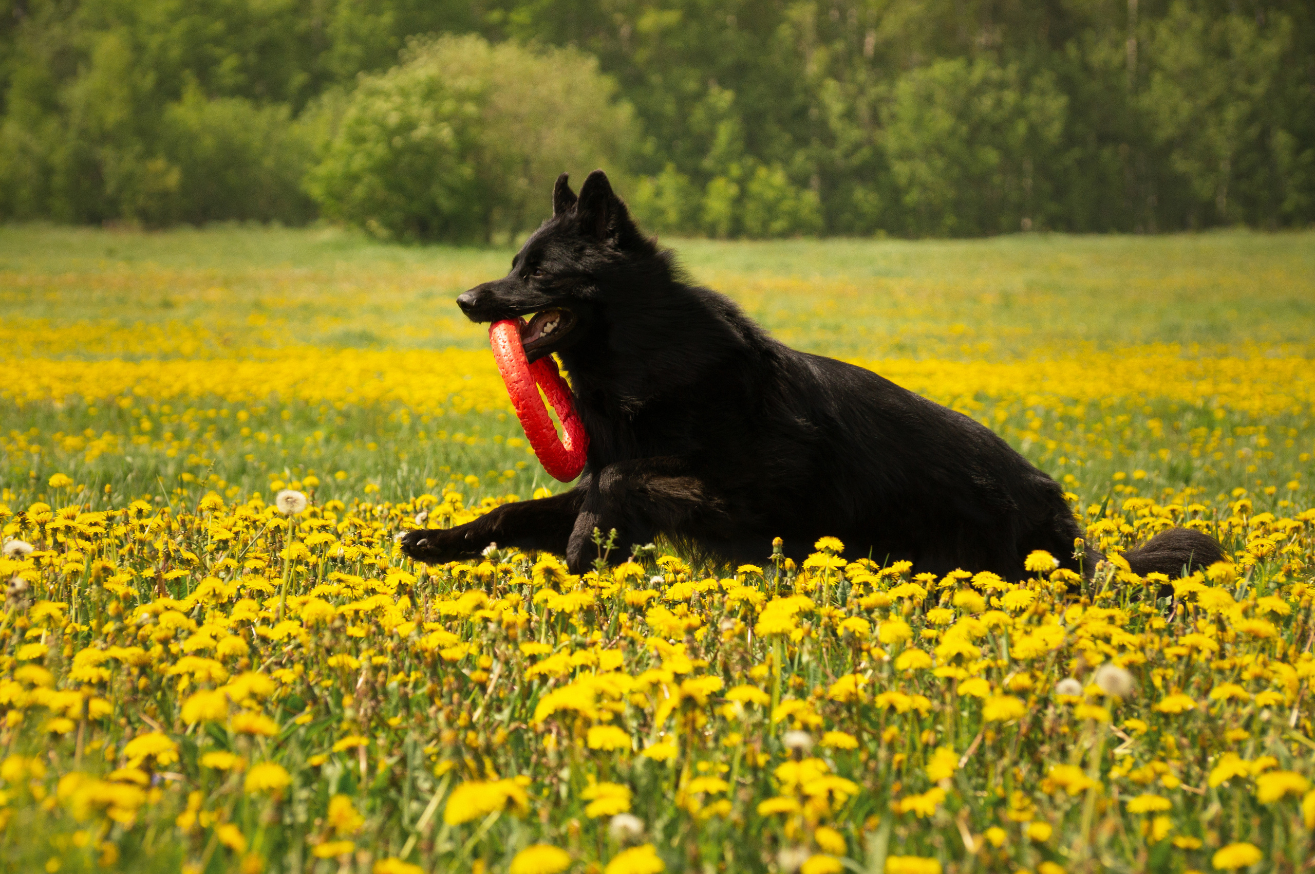 Сицилия и Кай. Фотограф-анималист Анастасия Большакова