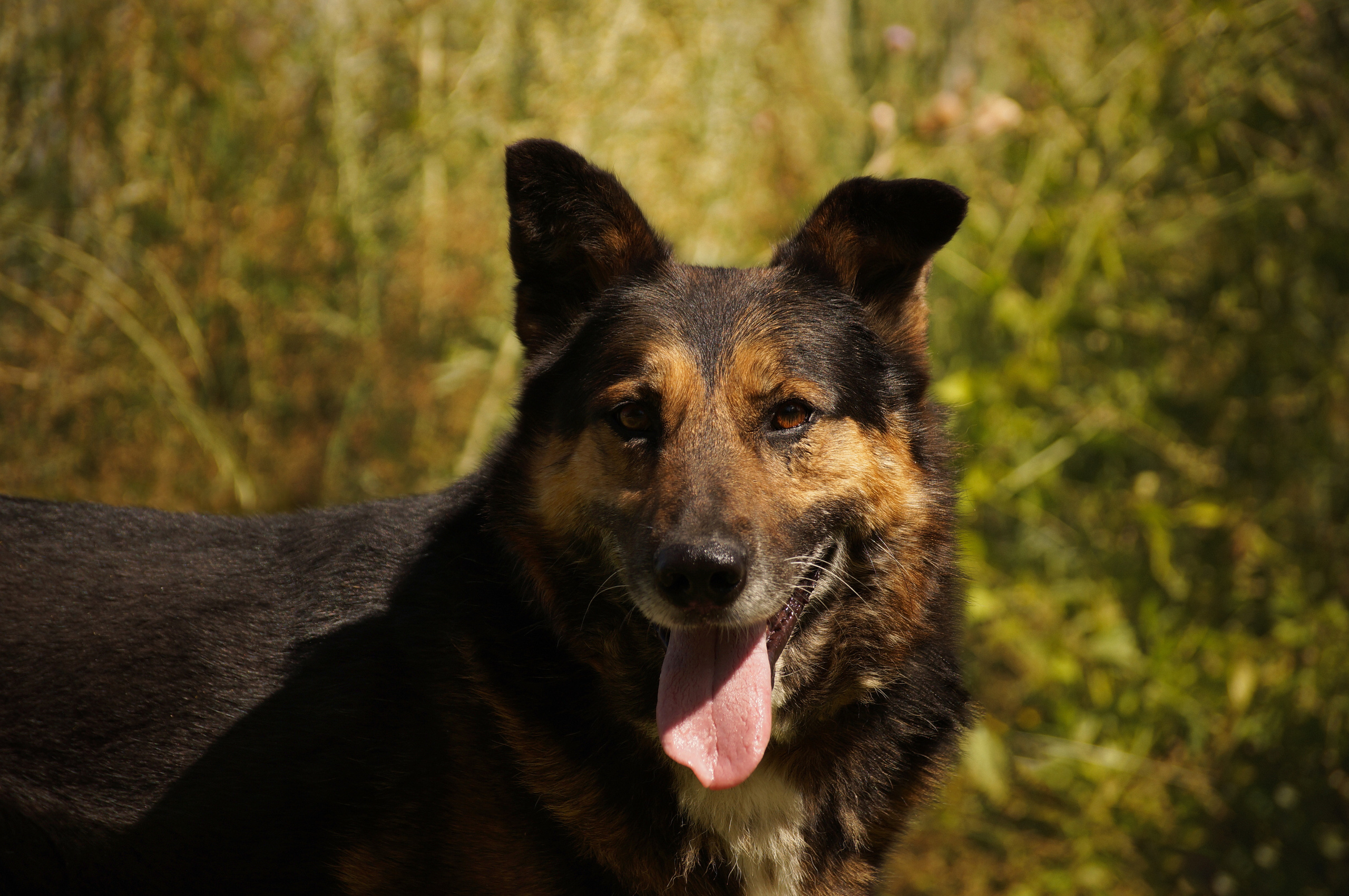 Подопечные приюта. Фотограф-анималист Анастасия Большакова
