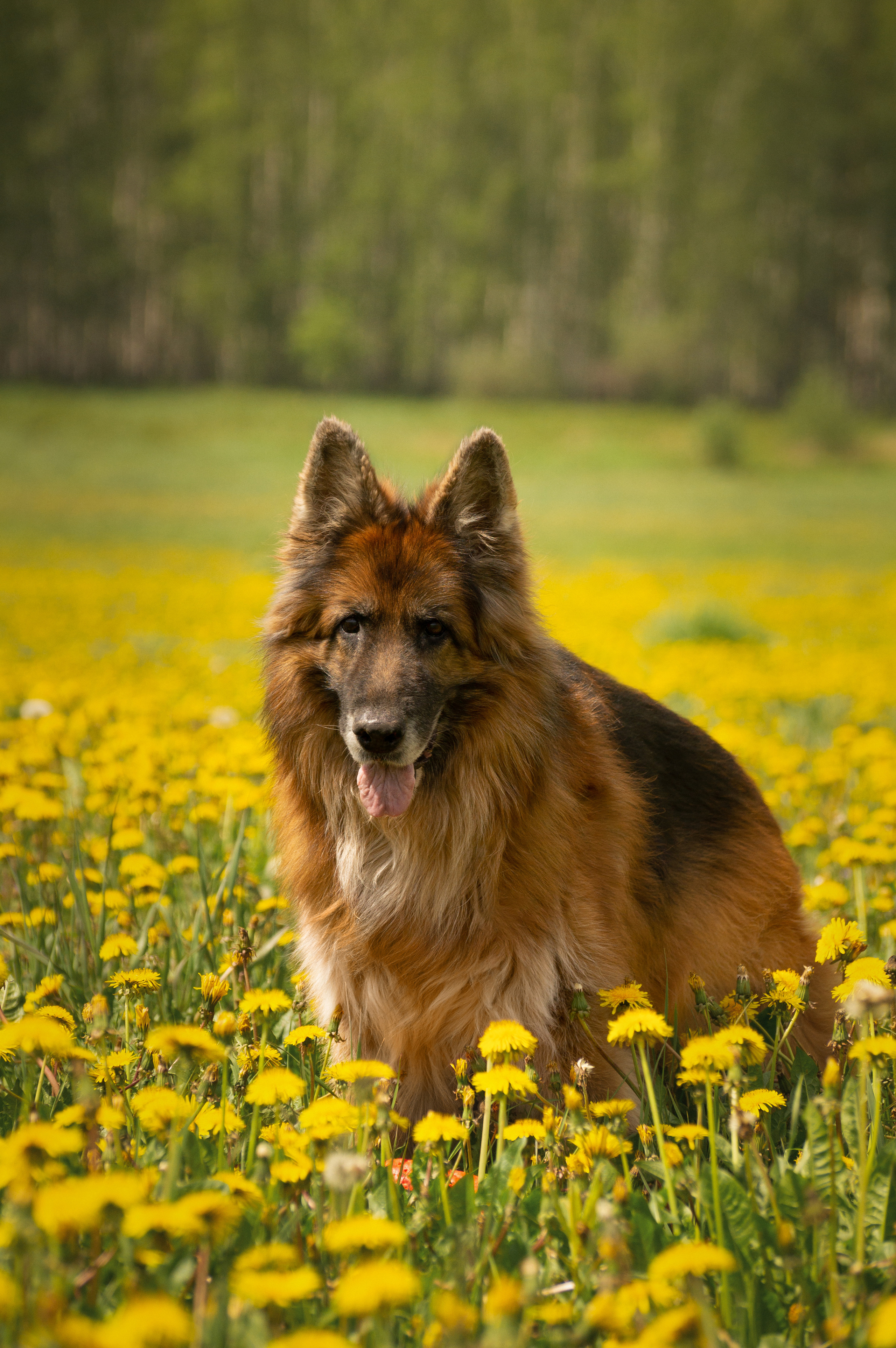Сицилия и Кай. Фотограф-анималист Анастасия Большакова