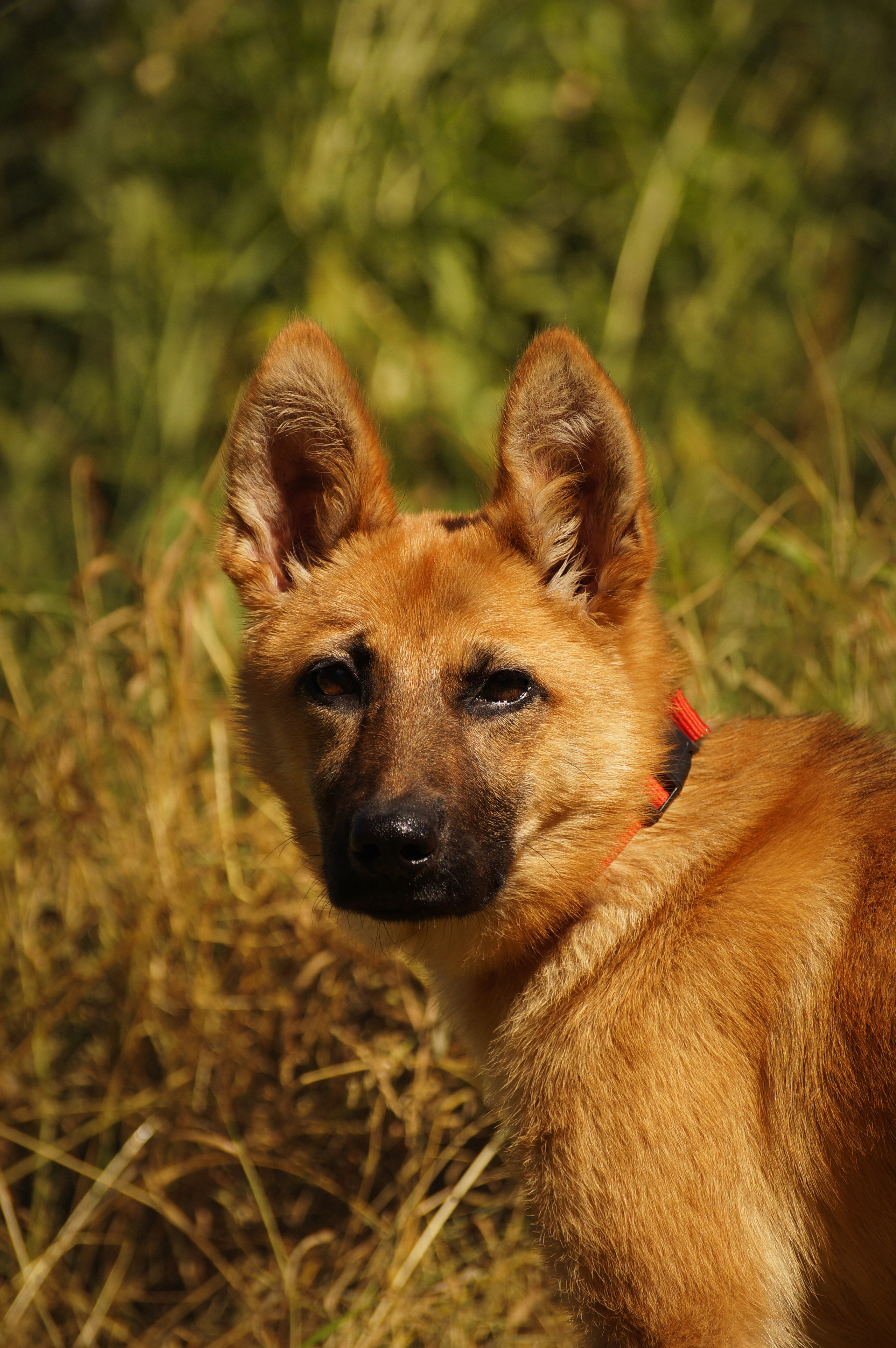 Подопечные приюта. Фотограф-анималист Анастасия Большакова
