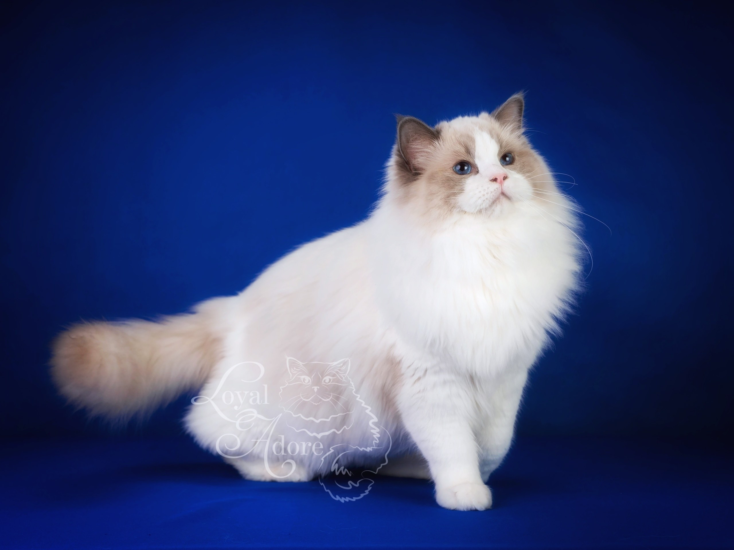 Коты производители Loyal Adore. Питомник рэгдолл Loyal Adore