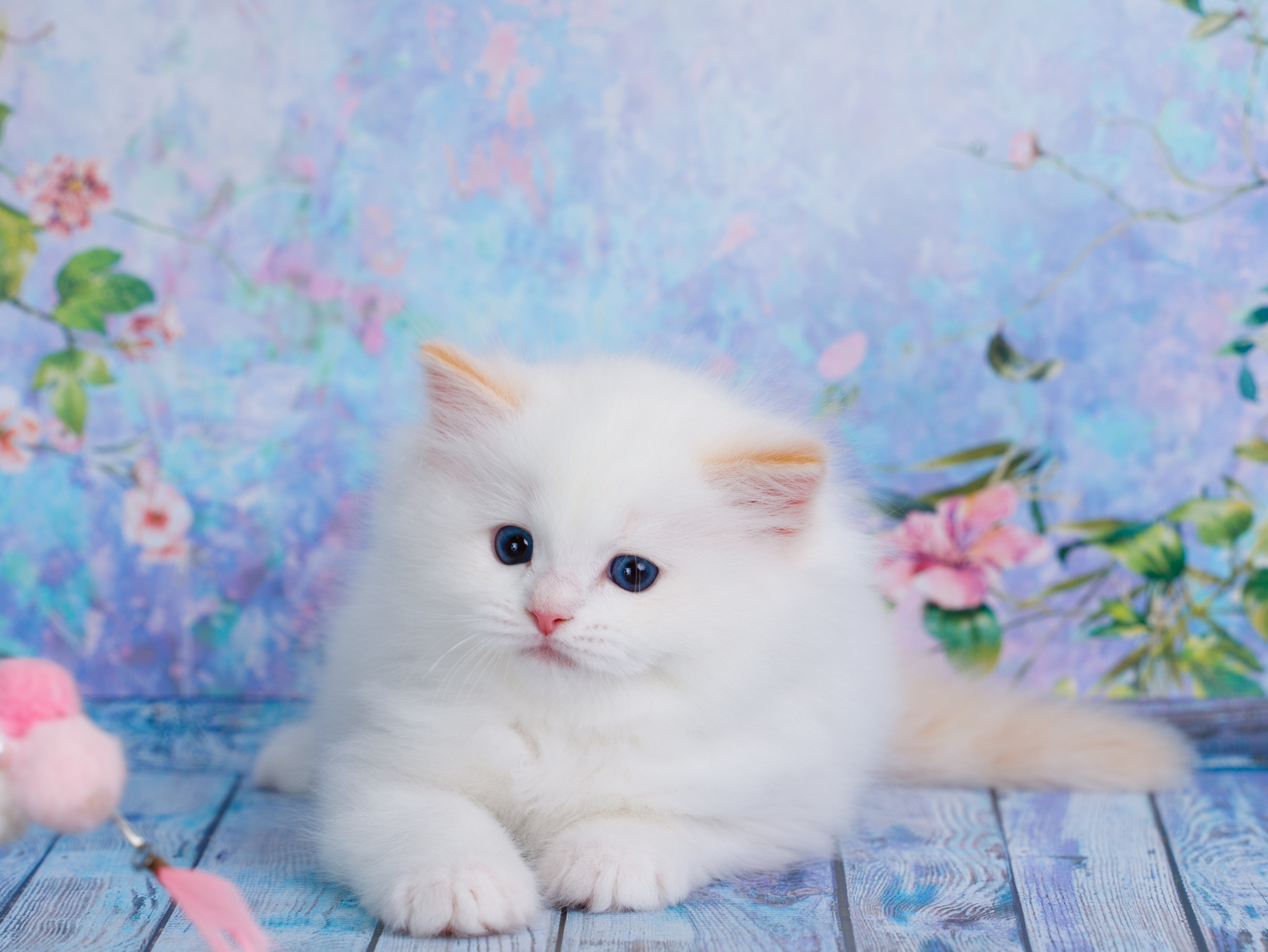 Котята рэгдолл от Loyal Adore. Питомник рэгдолл Loyal Adore