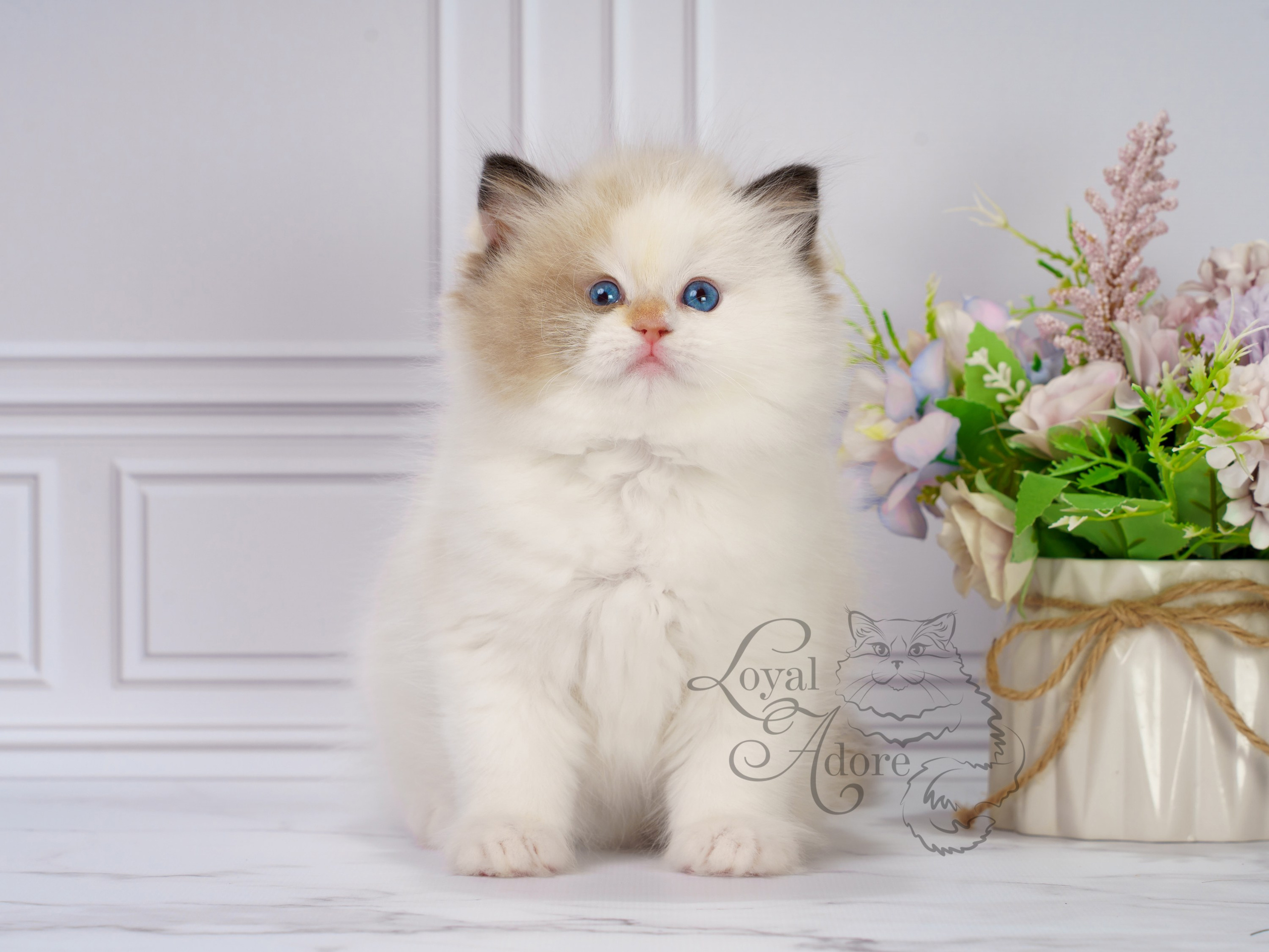 Котята рэгдолл от Loyal Adore. Питомник рэгдолл Loyal Adore