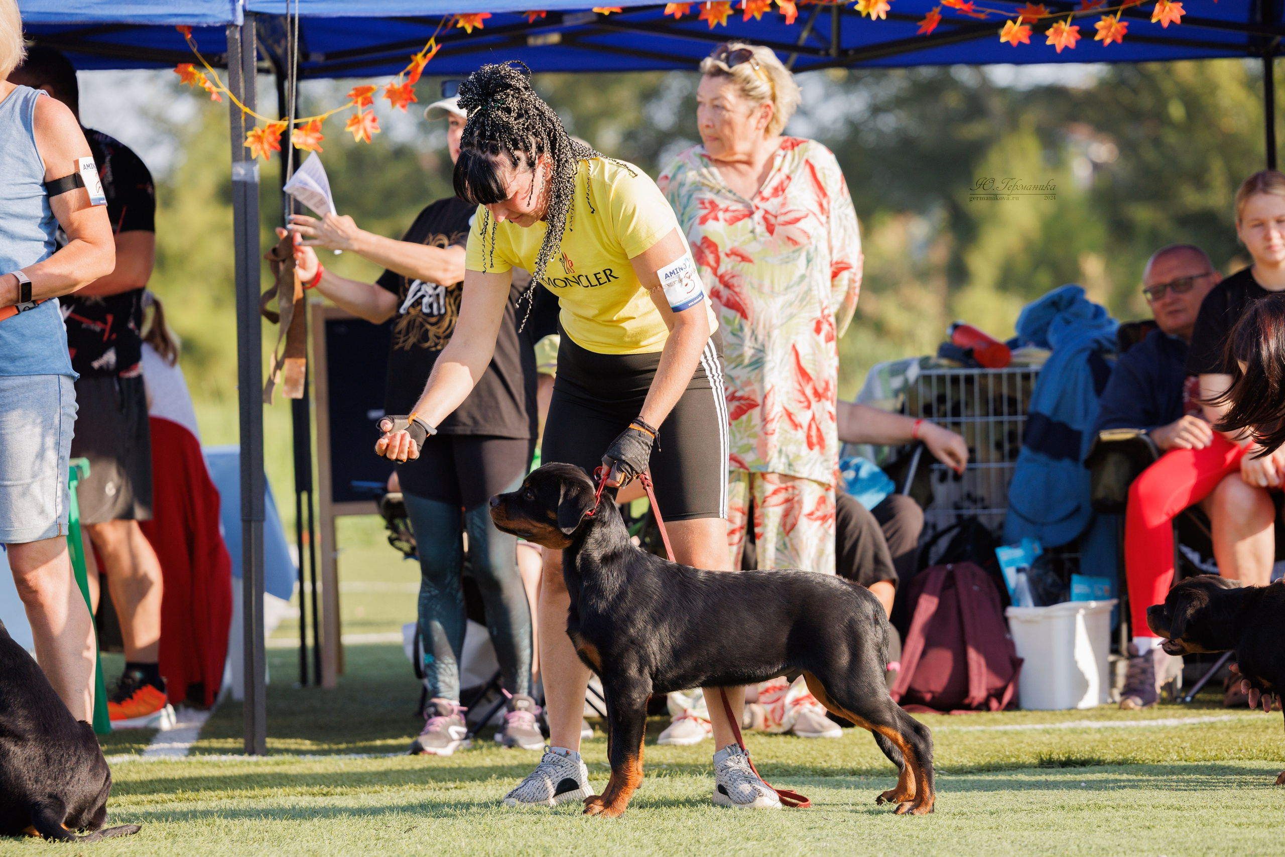 Анапа ротвейлеры 14-15.09.2024. Фотограф-анималист Юлия Германика