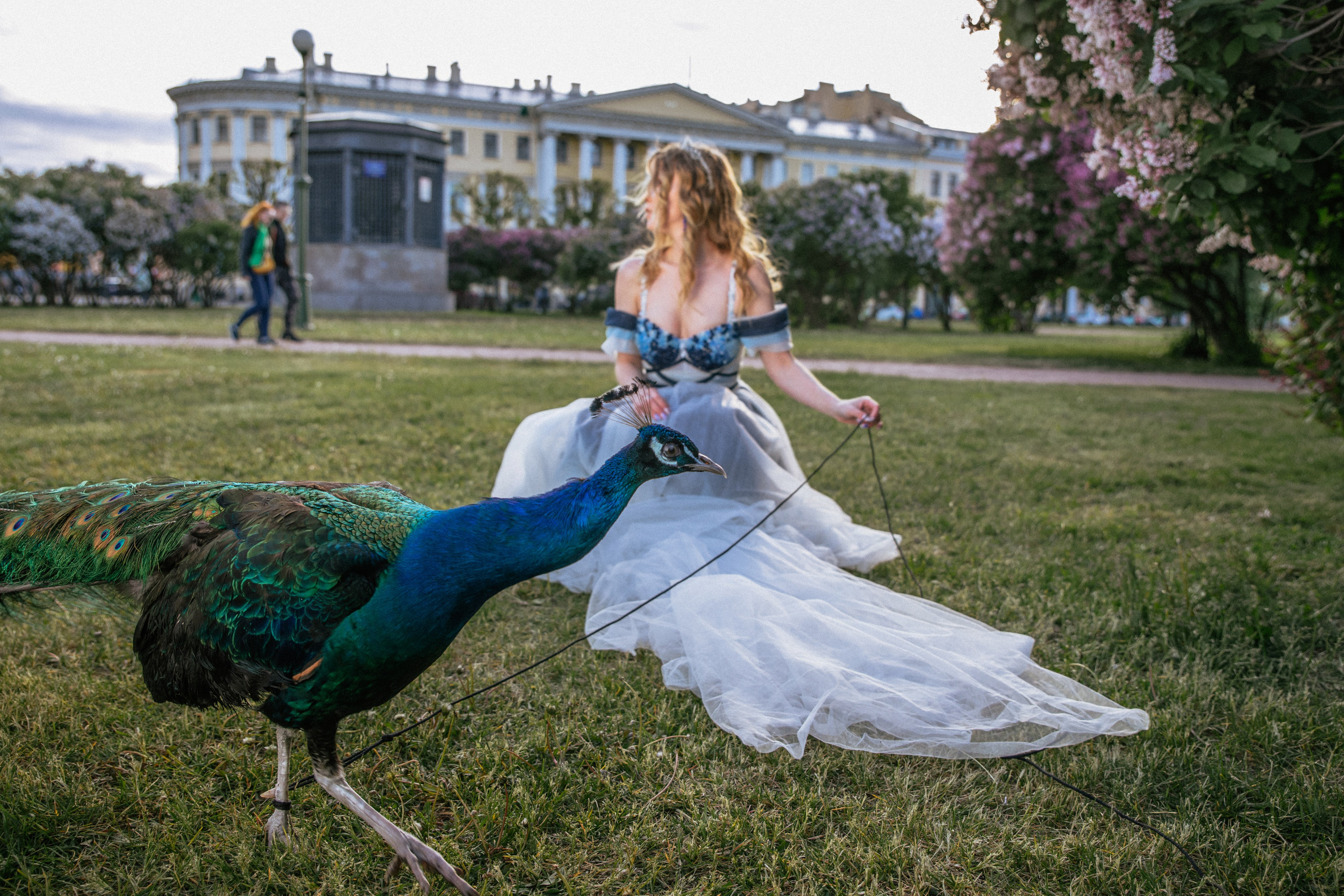 Павлин. Elena Sova — семейный и женский фотограф в Санкт-Петербурге