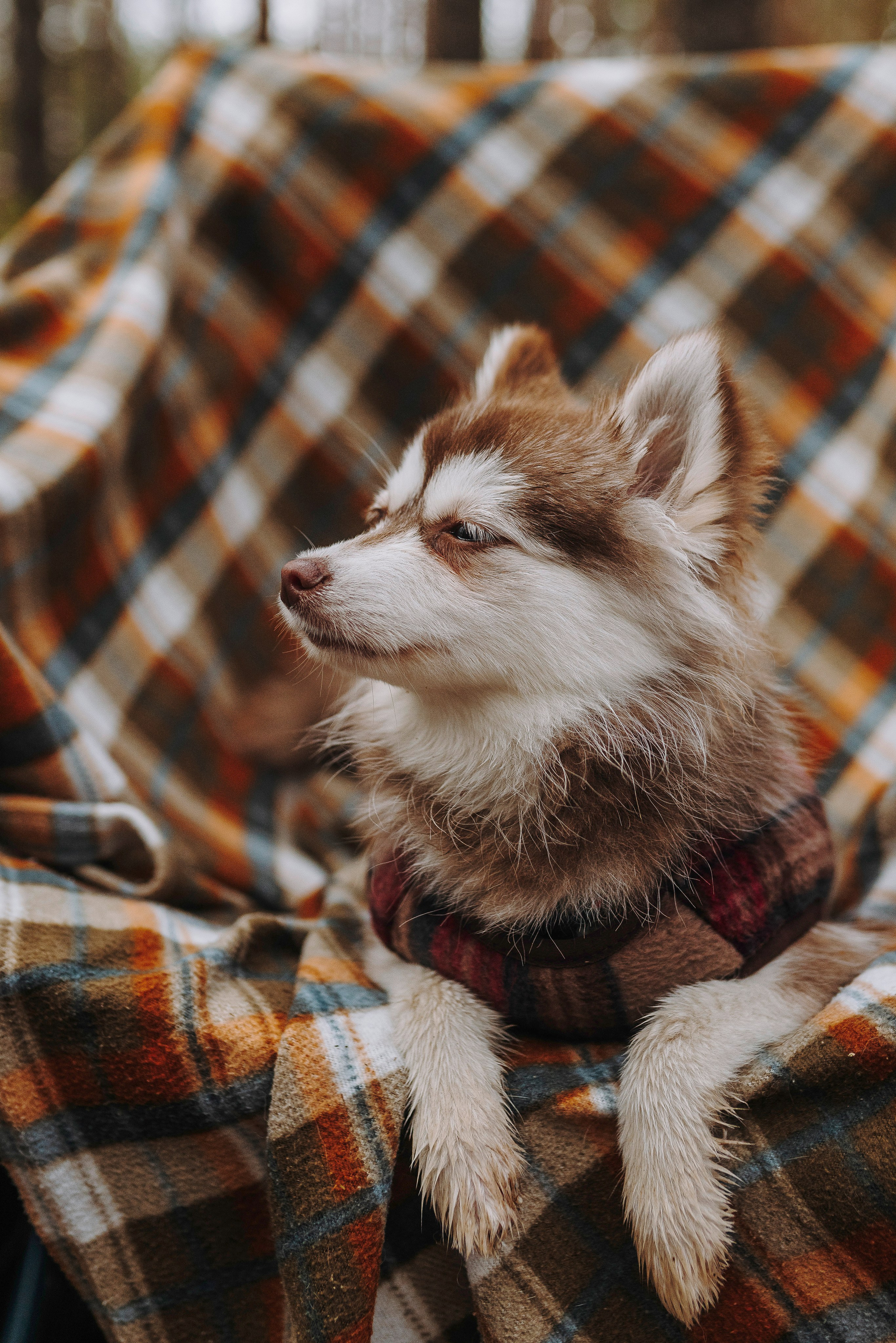 Катерина и Дрэка. Фотограф анималист в Спб недорого Олеся Майорова