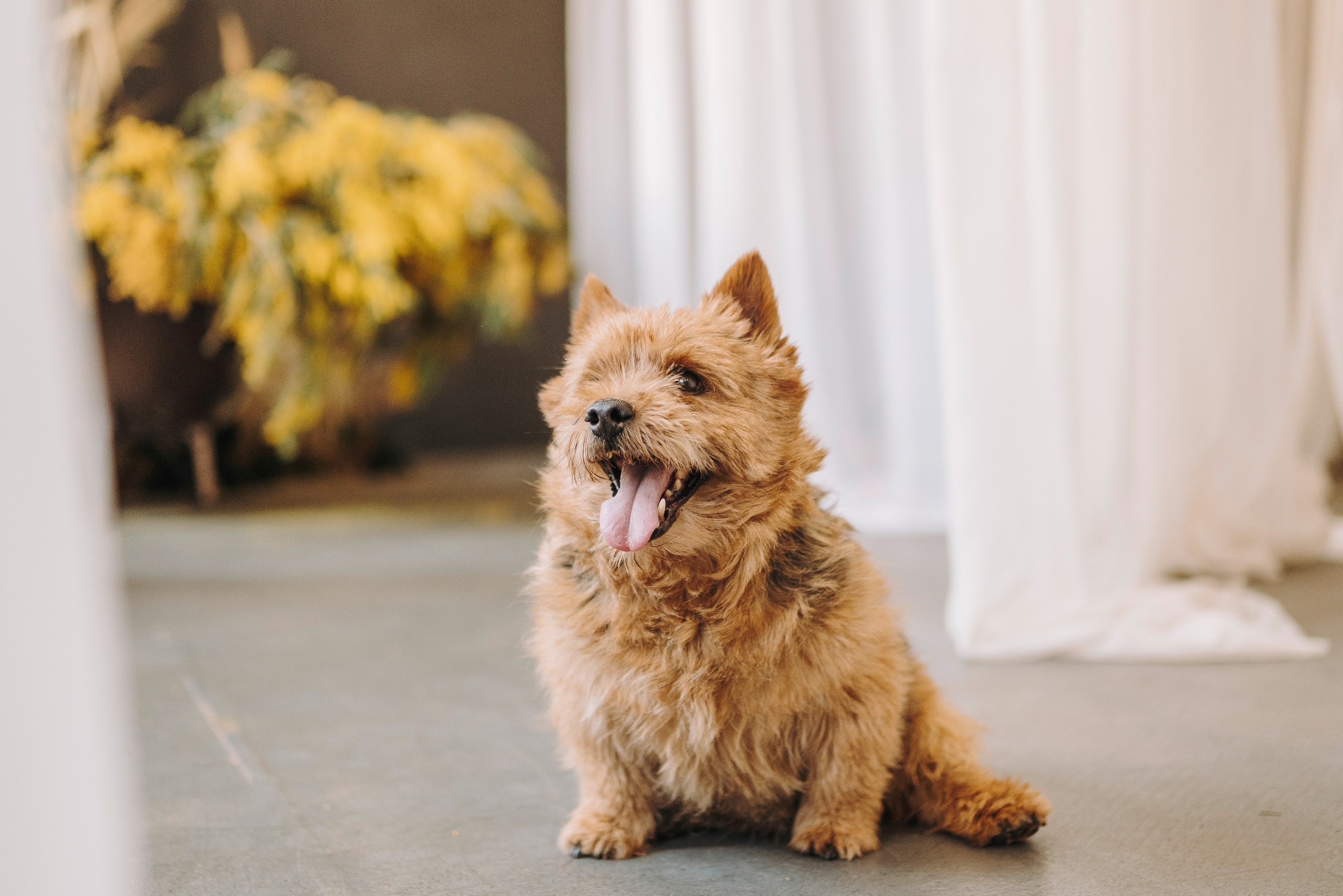 Маша и Рамси. Фотограф анималист в Спб недорого Олеся Майорова