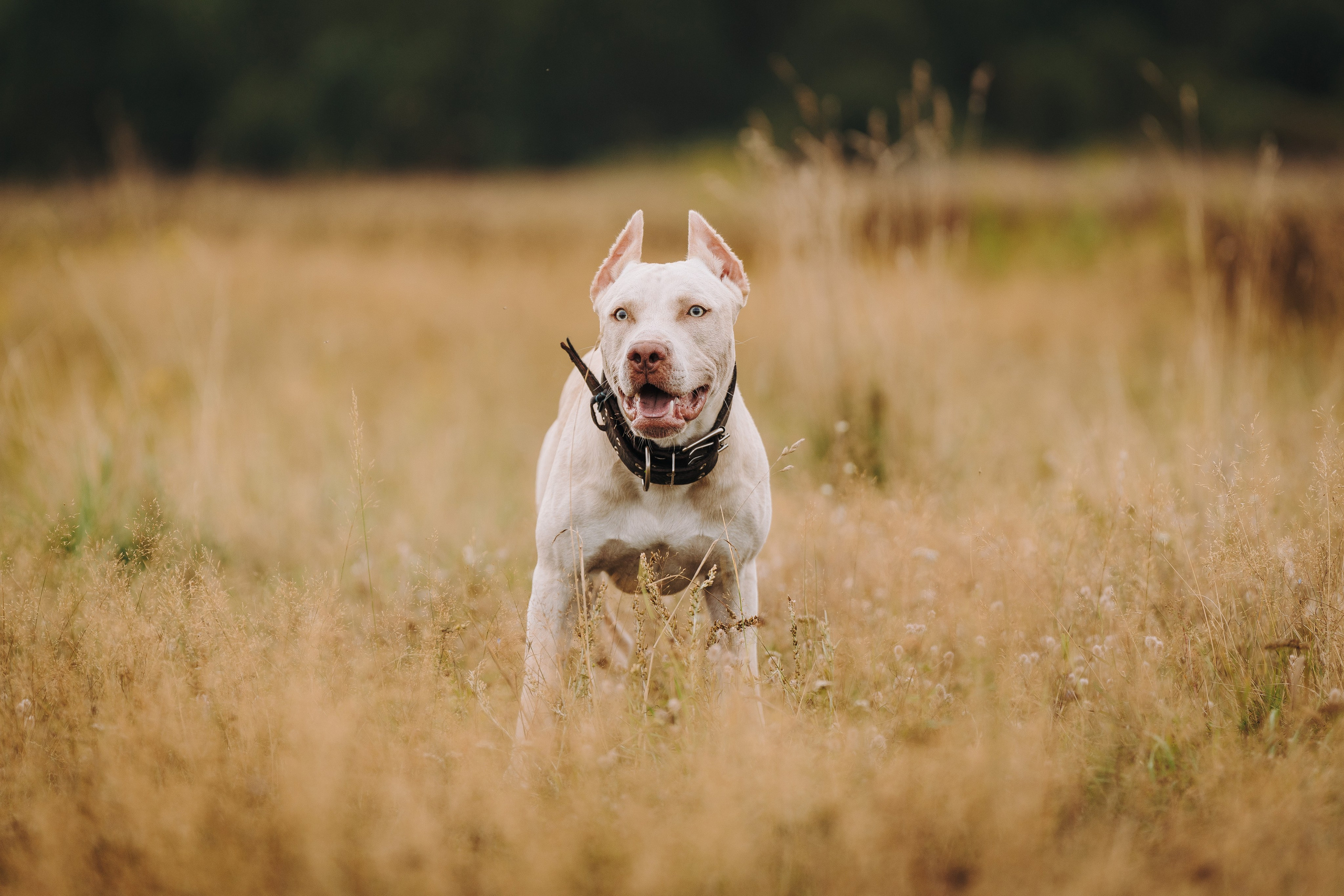 Оля и Гламур. Фотограф анималист в Спб недорого Олеся Майорова