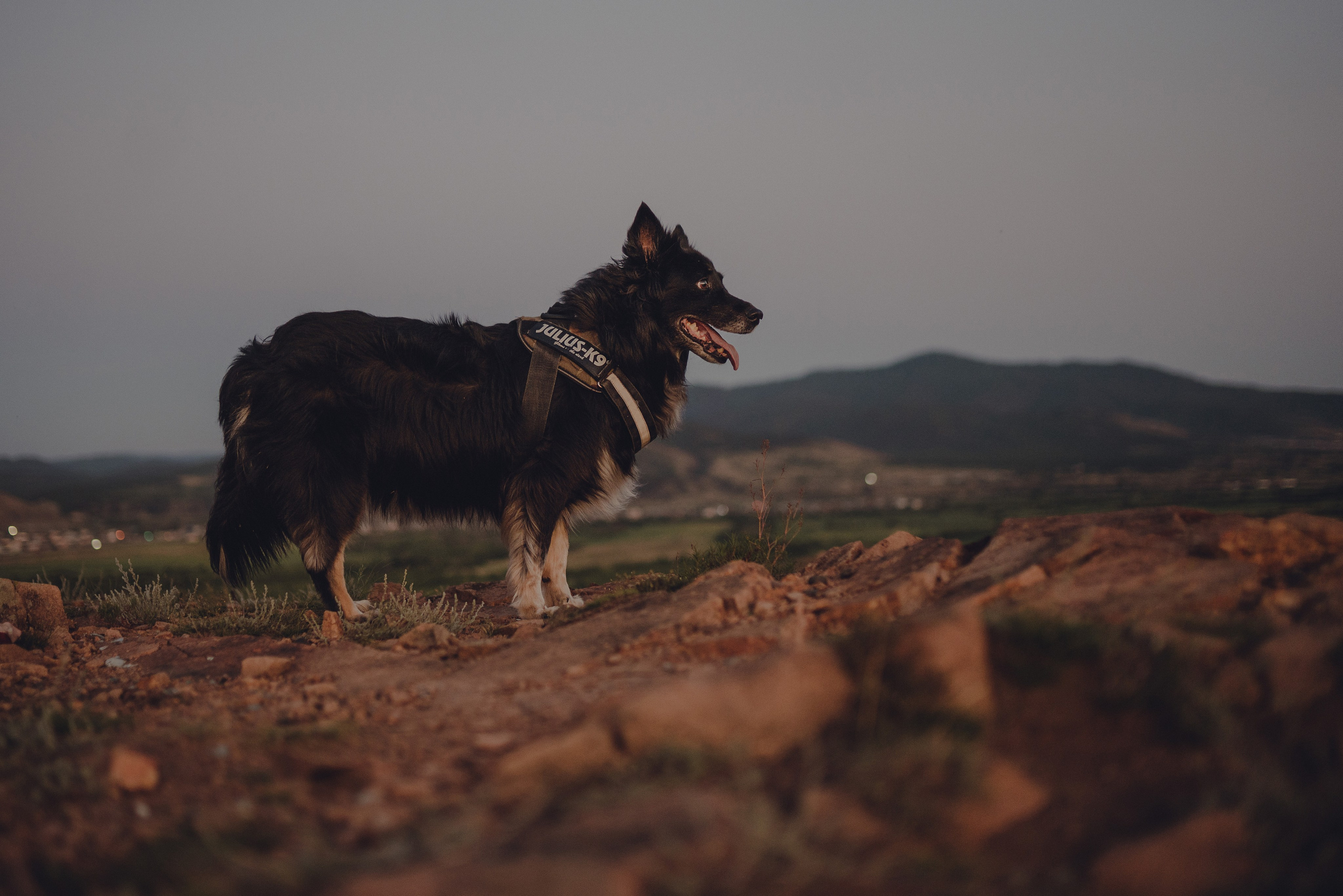 Настя и Умка. Фотограф анималист в Спб недорого Олеся Майорова