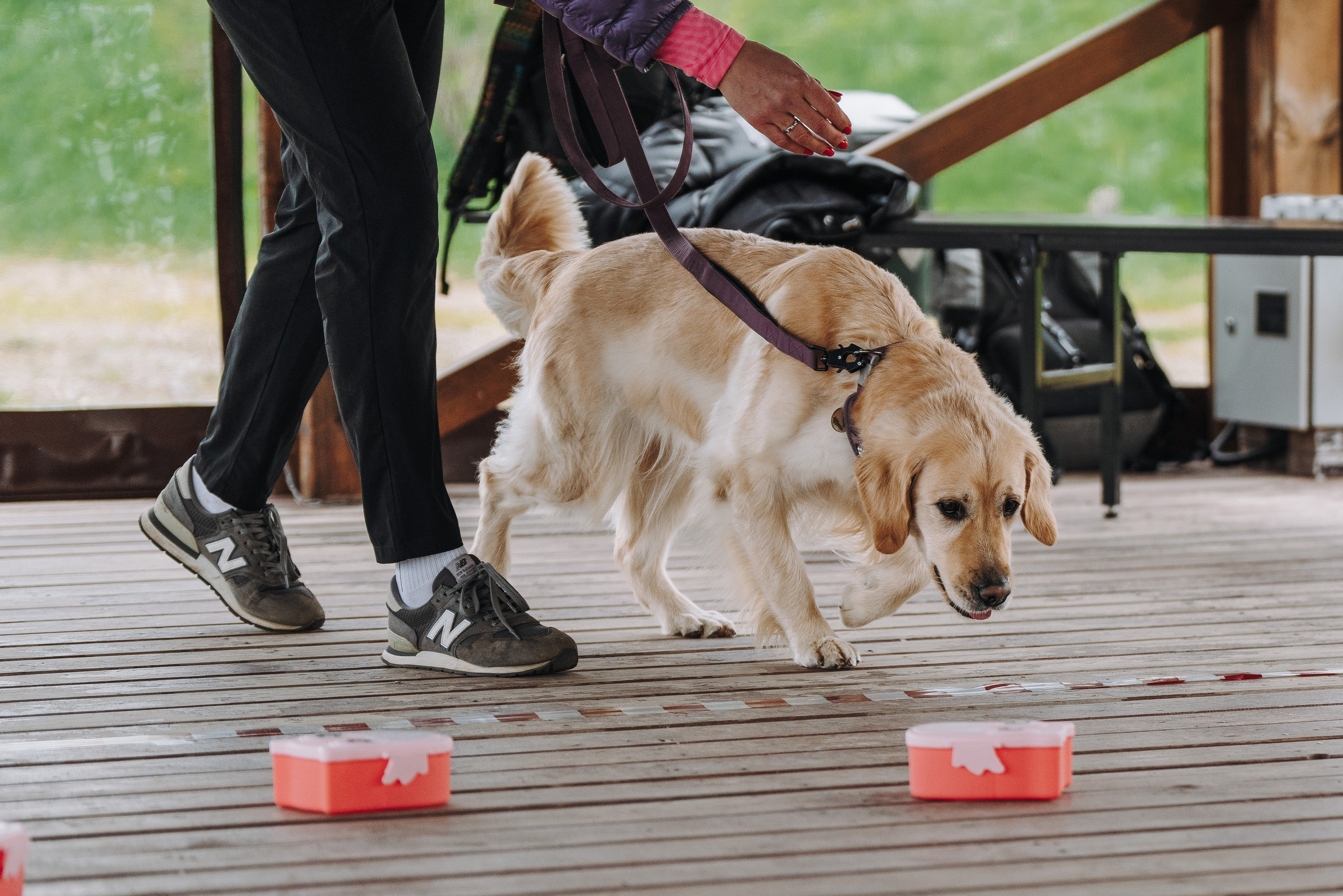 Соревнования по ноузворку в Лосево. Фотограф анималист в Спб недорого Олеся Майорова