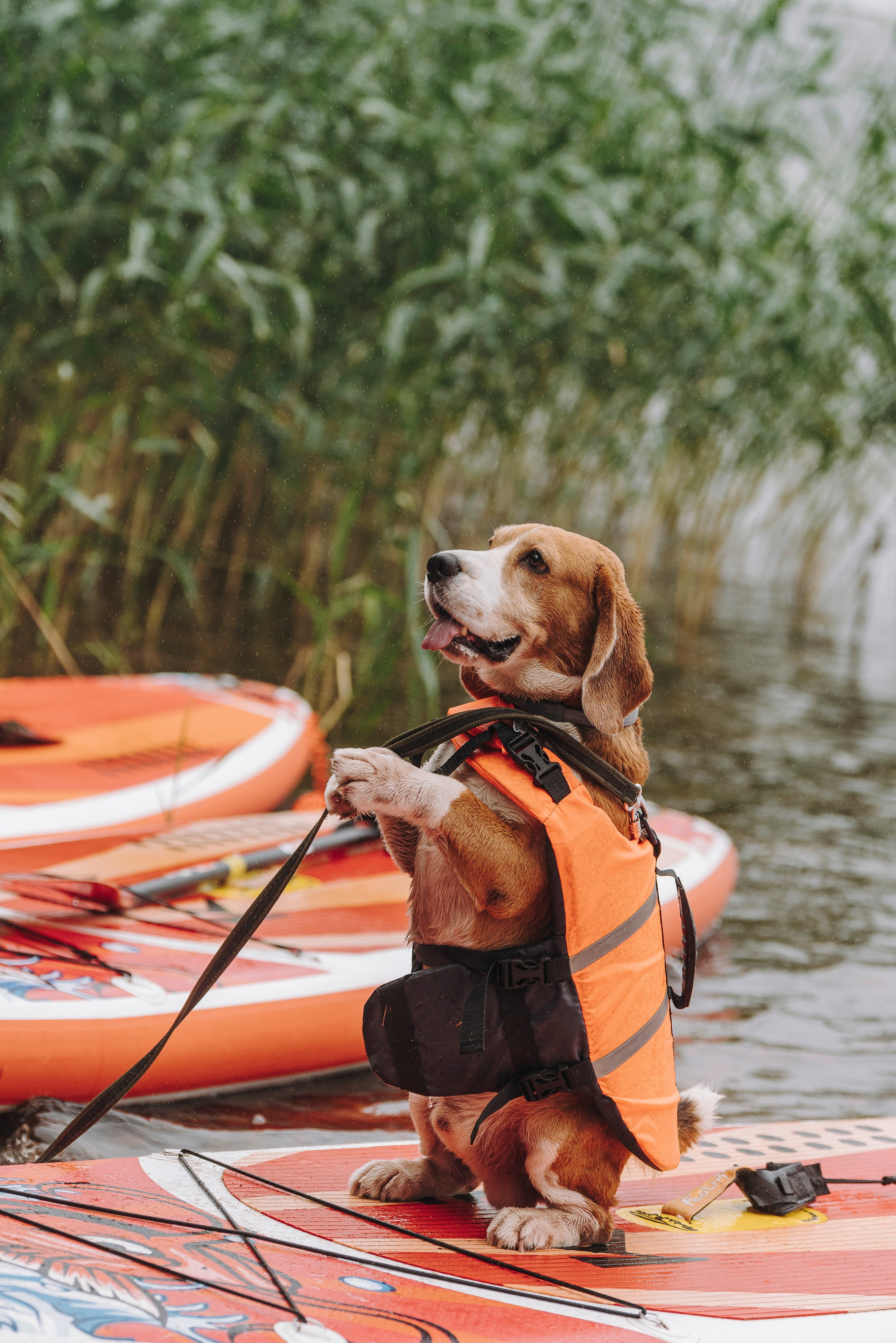Катание на сапах с собаками. Фотограф анималист в Спб недорого Олеся Майорова