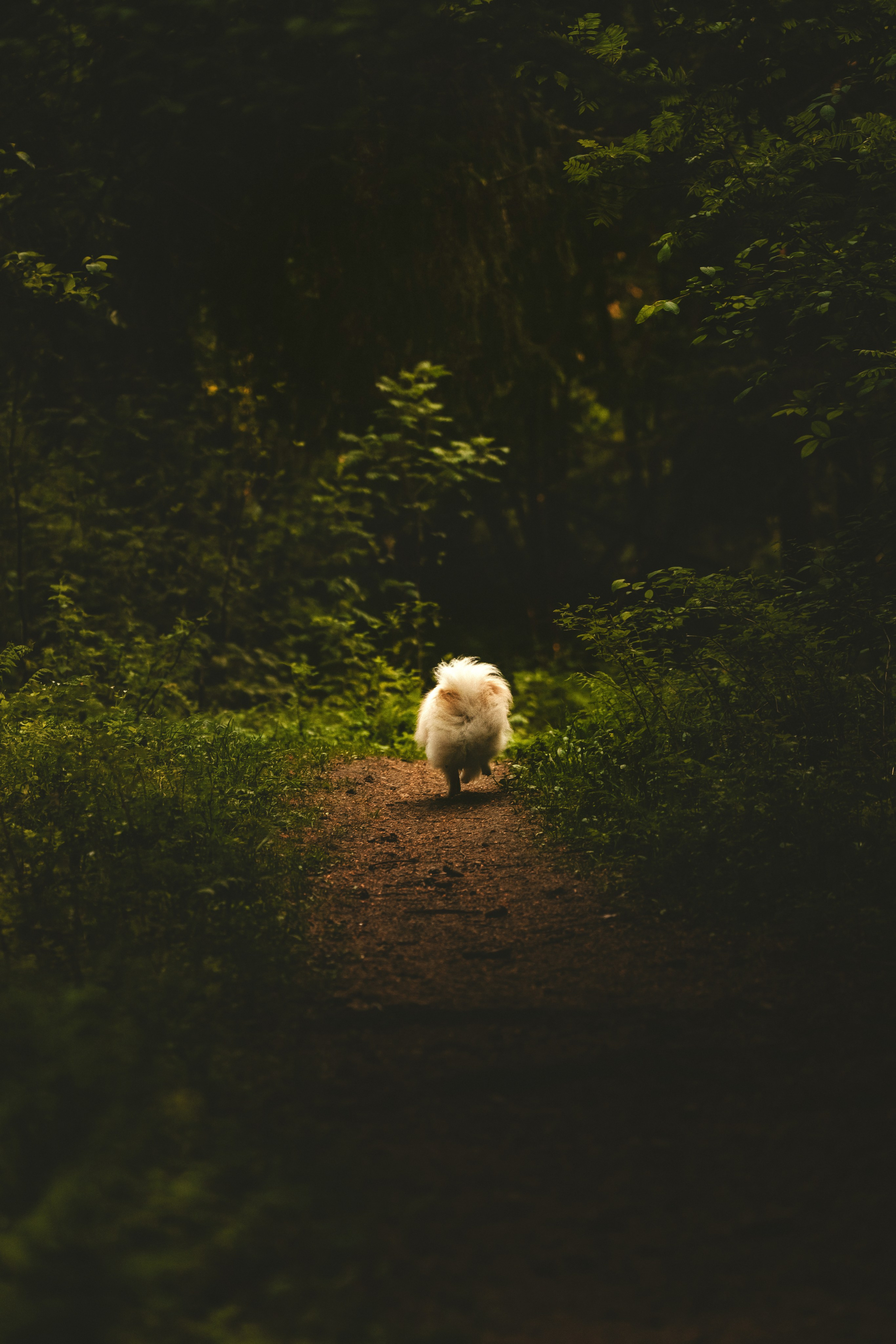 Фотосессия с собачкой в лесу. Фотограф анималист в Спб недорого Олеся Майорова