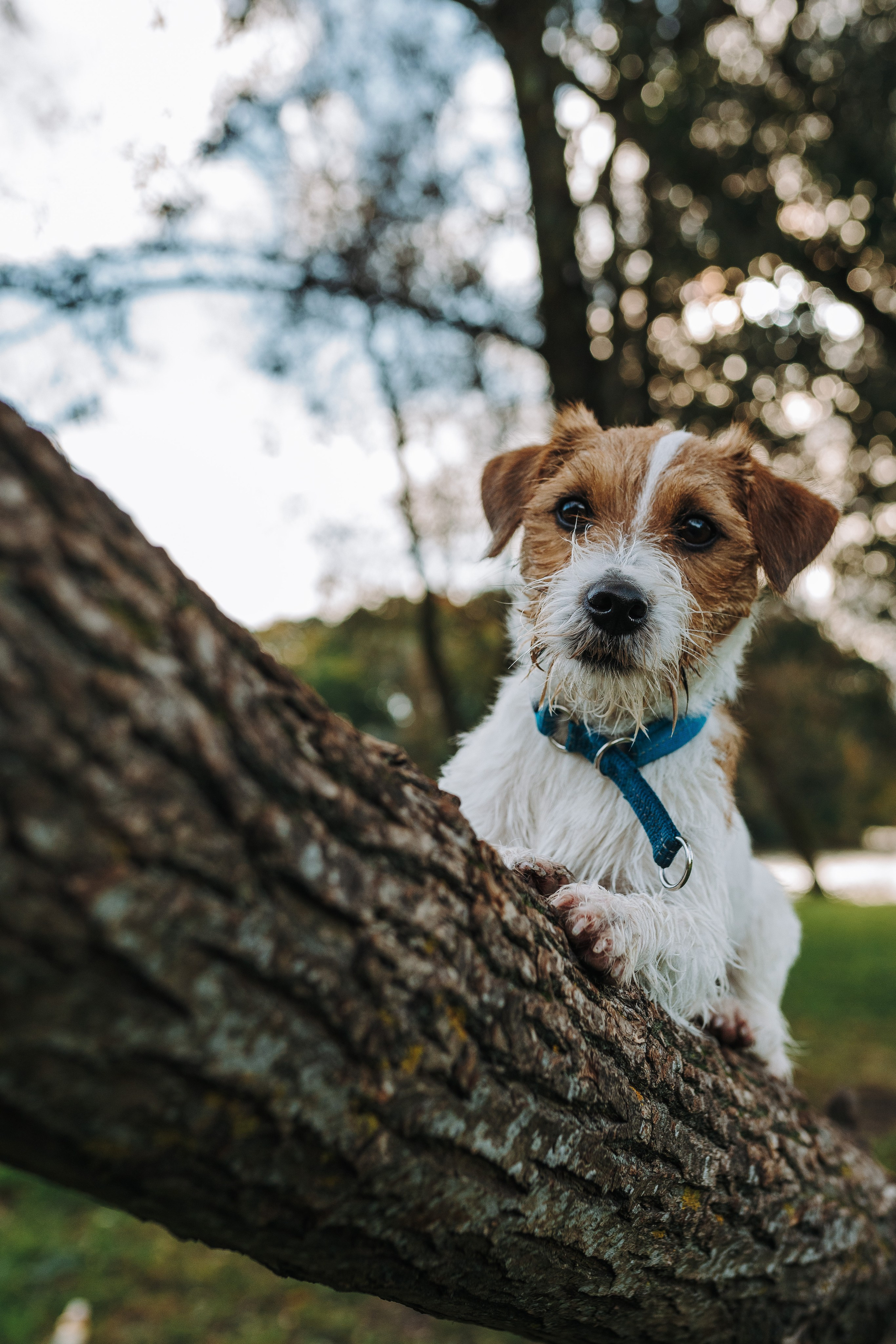 Фотосессия с маленькой собакой Спб. Фотограф анималист в Спб недорого Олеся Майорова