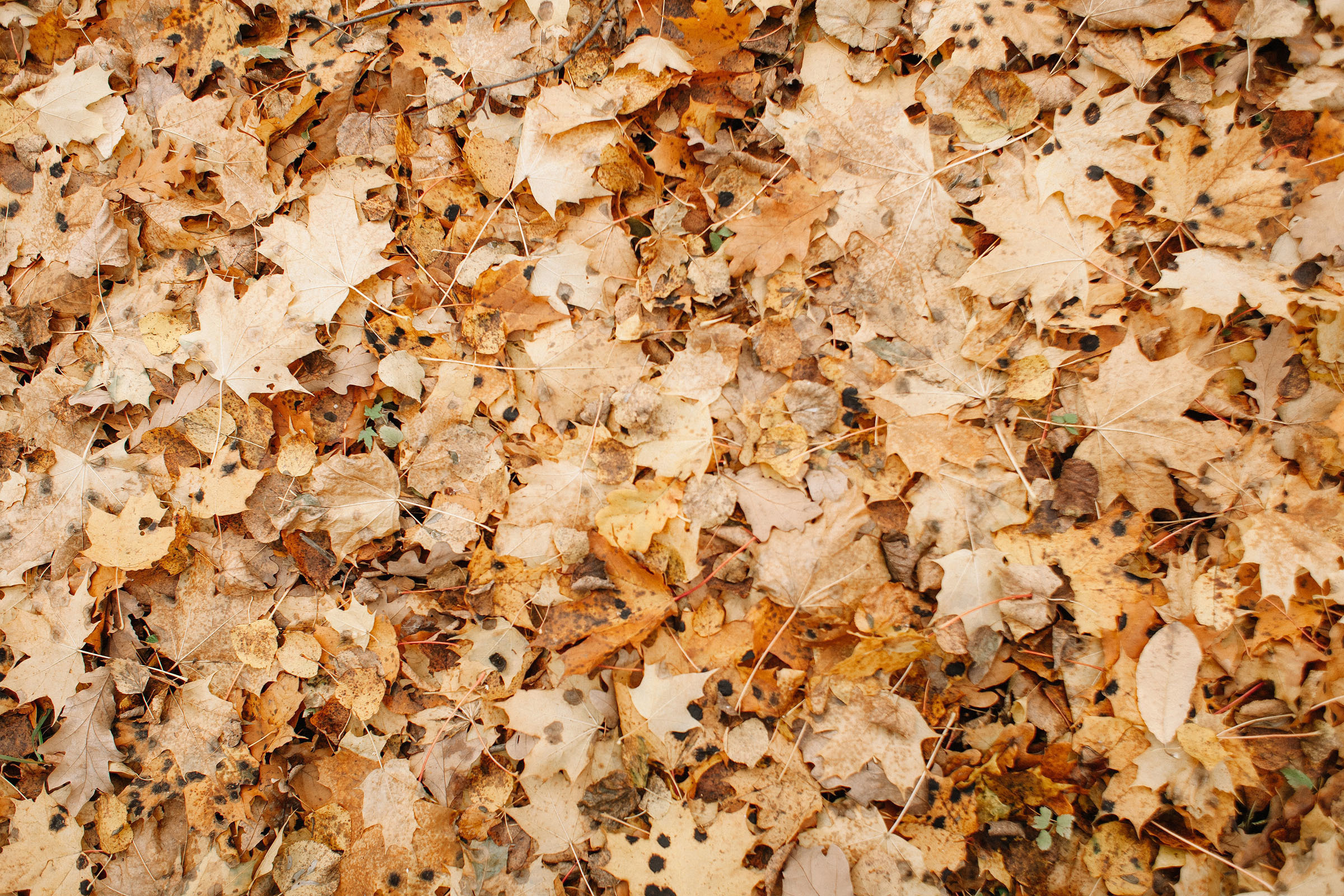 Маша Катя Вова. Семейный и свадебный фотограф в Майкопе Михаил Мартиросян