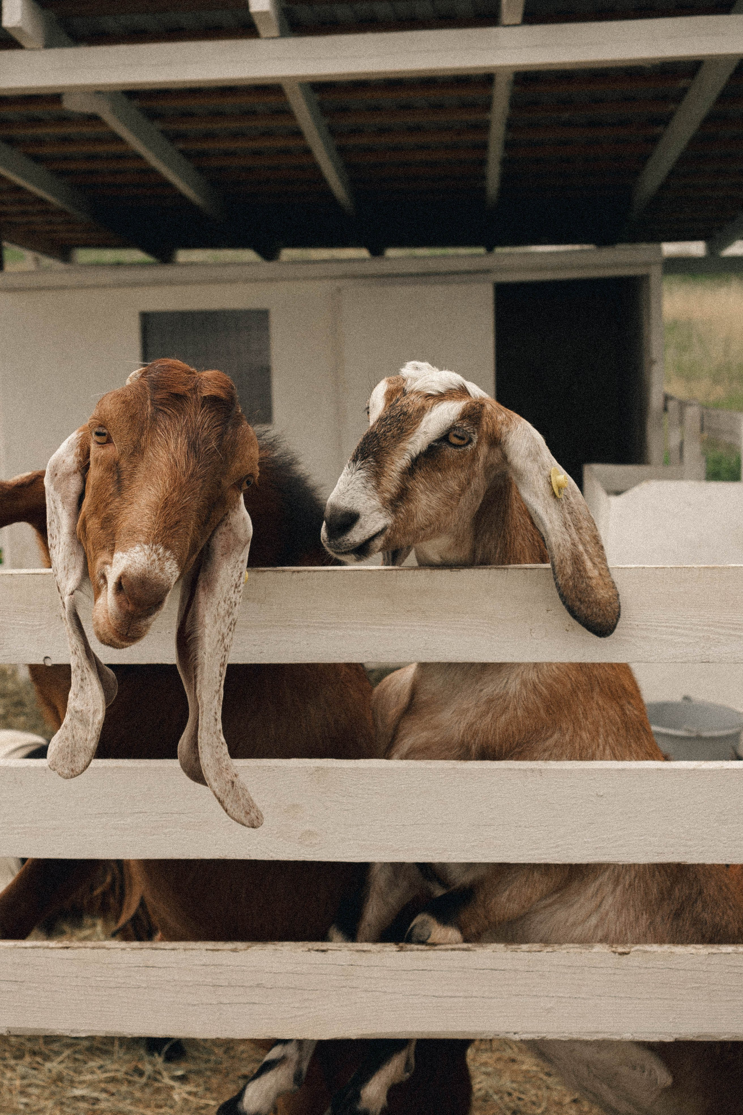 Ферма Альпак. Профессиональный фотограф, Санкт-Петербург — Виктория Богомолова