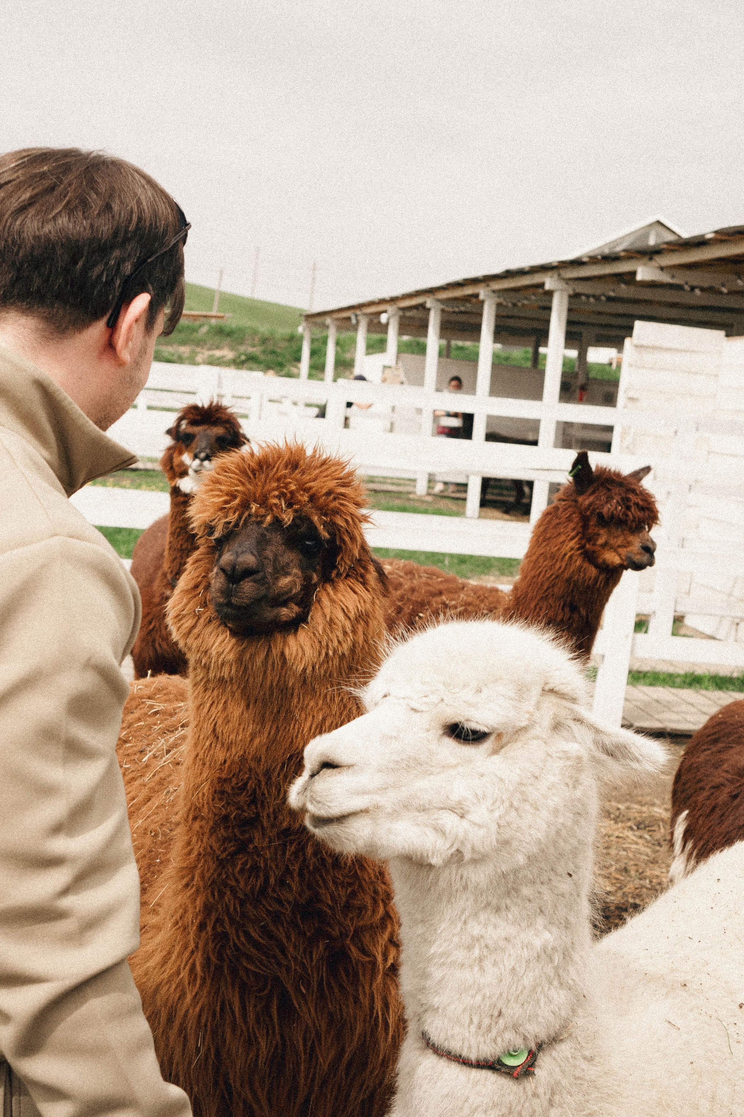 Ферма Альпак. Профессиональный фотограф, Санкт-Петербург — Виктория Богомолова