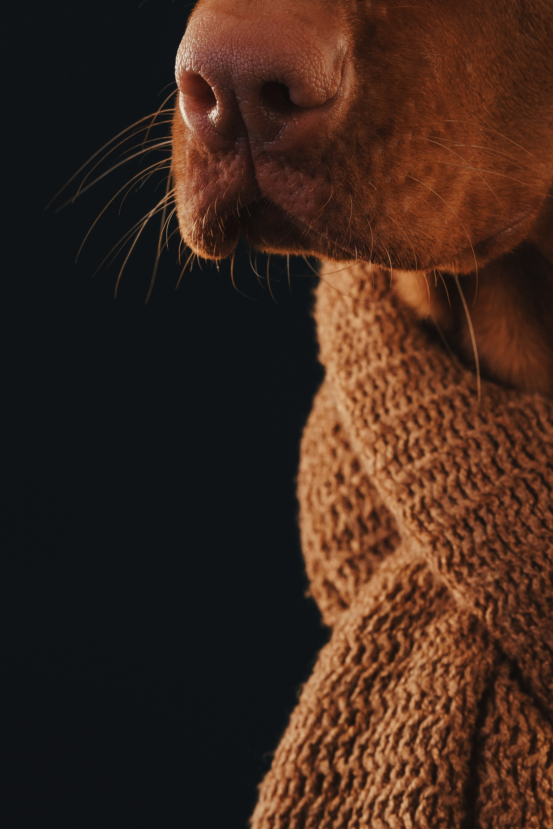 Выжла Гая. Фотограф анималист Осипчикова Мария