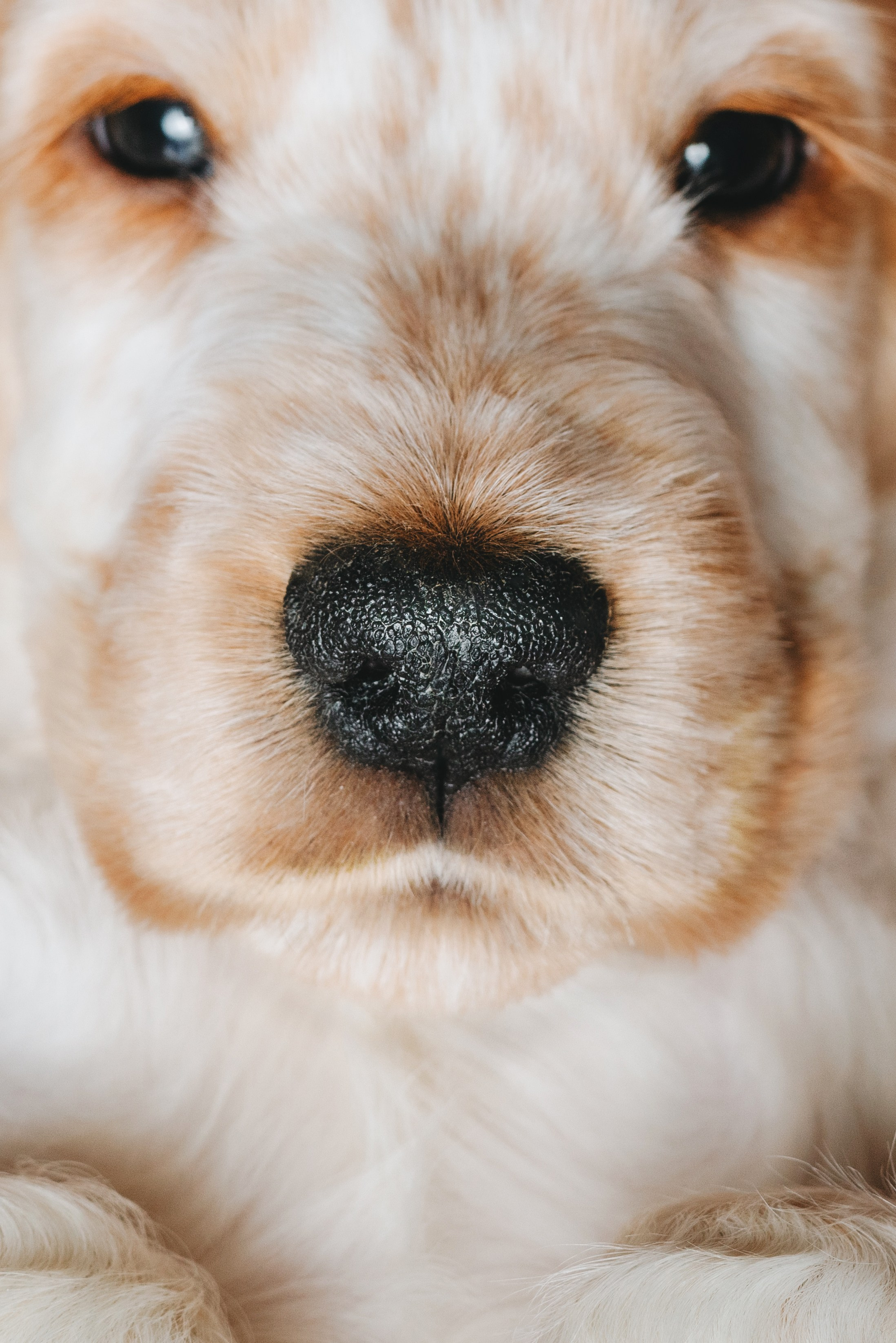 Английские коккер-спаниели. Фотограф анималист Осипчикова Мария