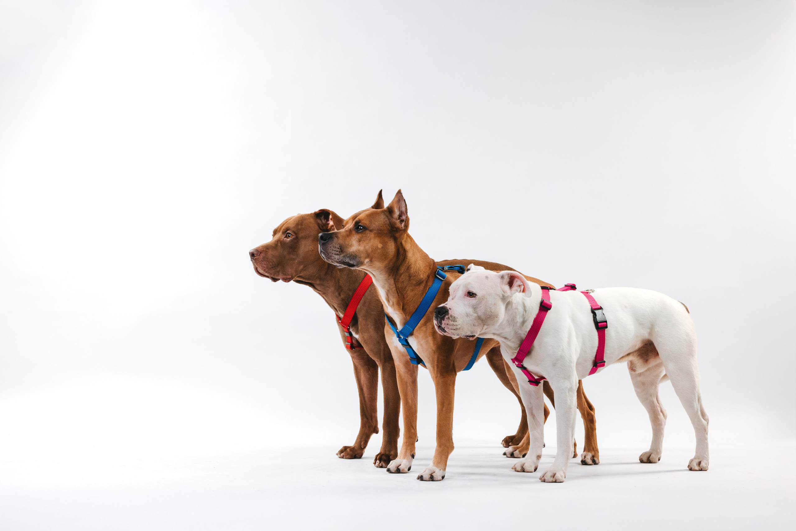 Шлейки Petforta. Фотограф анималист Осипчикова Мария