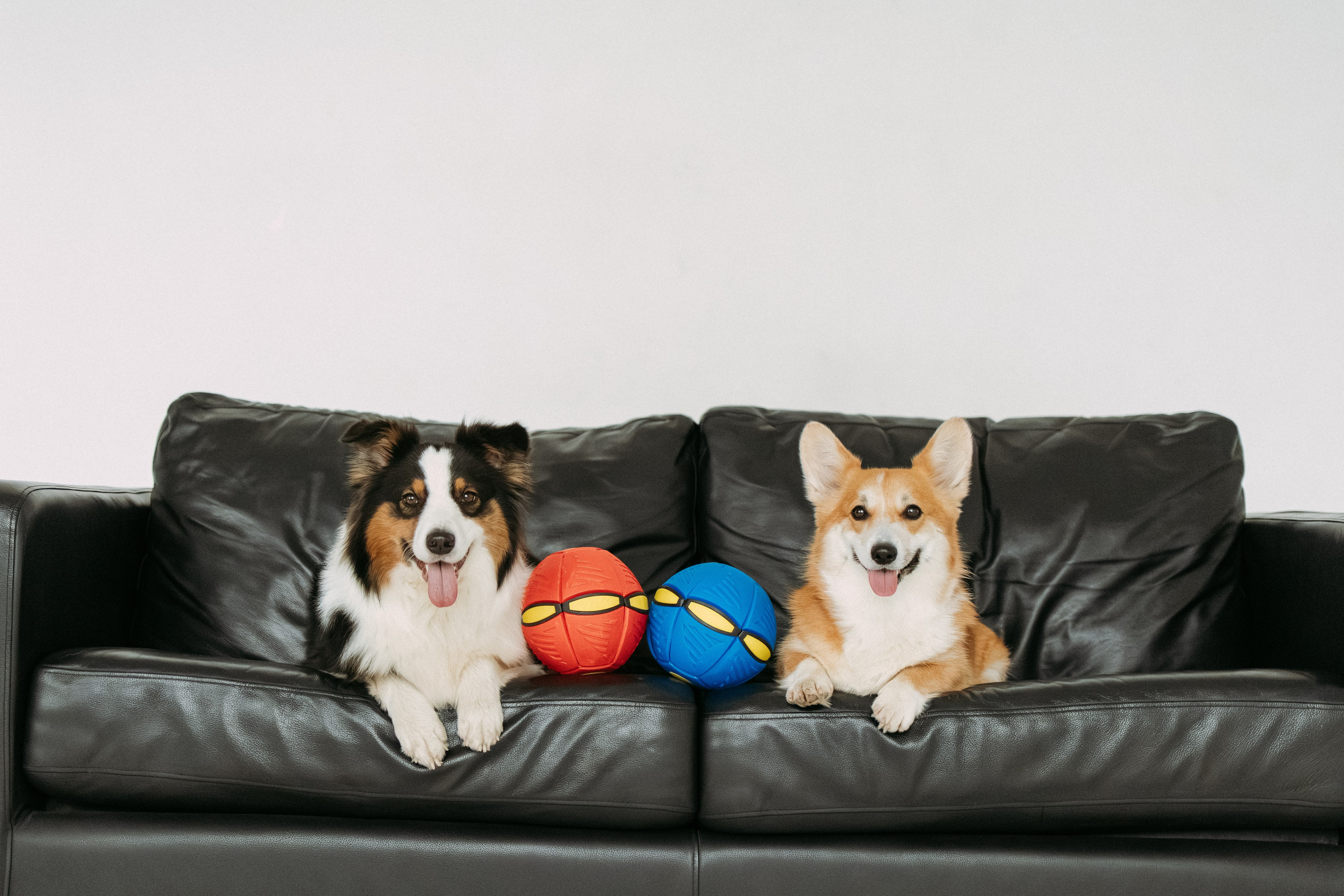 Мячи-попрыгуны. Фотораф — анималист Мария Шистка